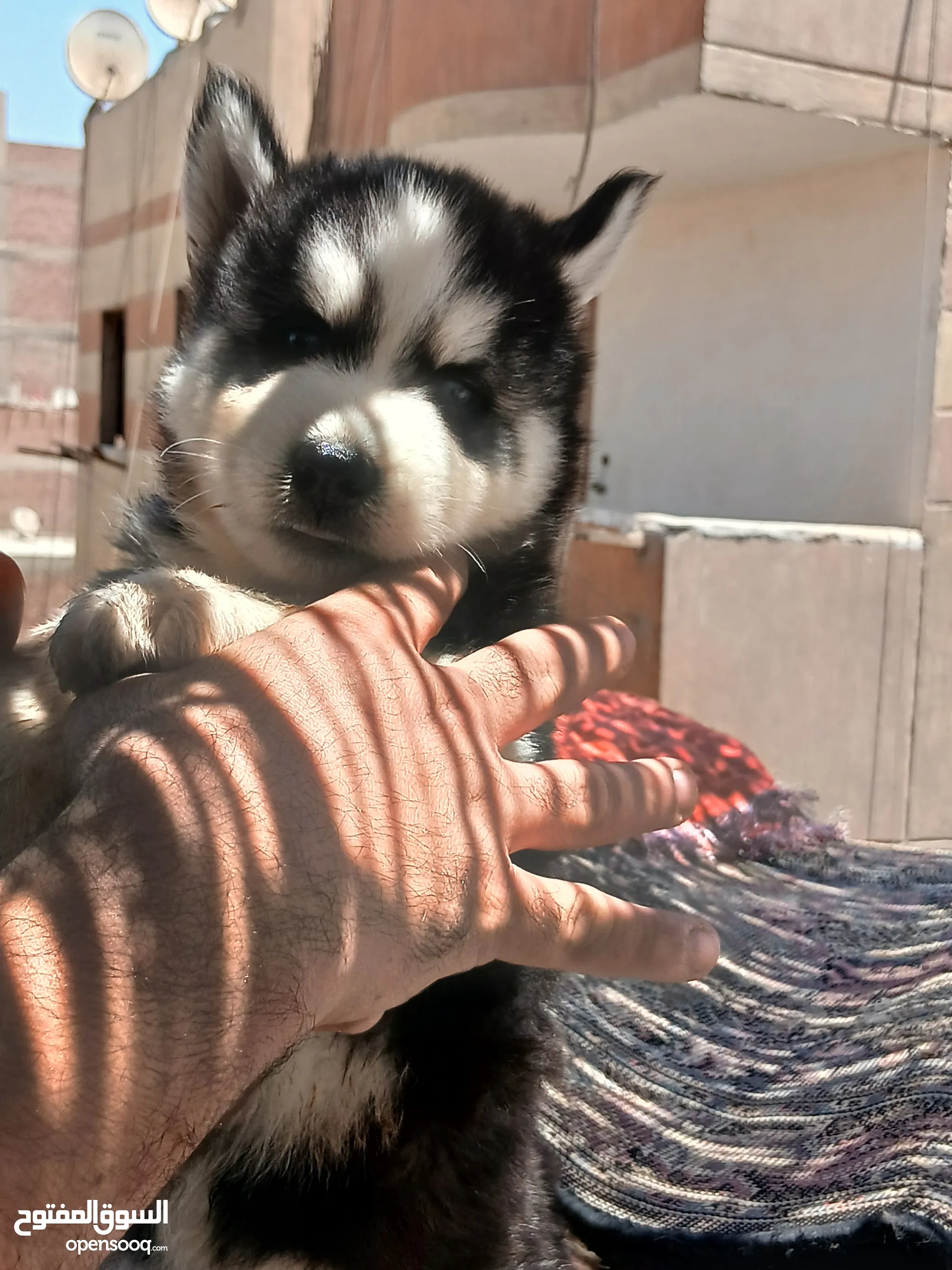 Olx Pakistan Siberian Husky Puppies For Sale Olx Dogs For Sale