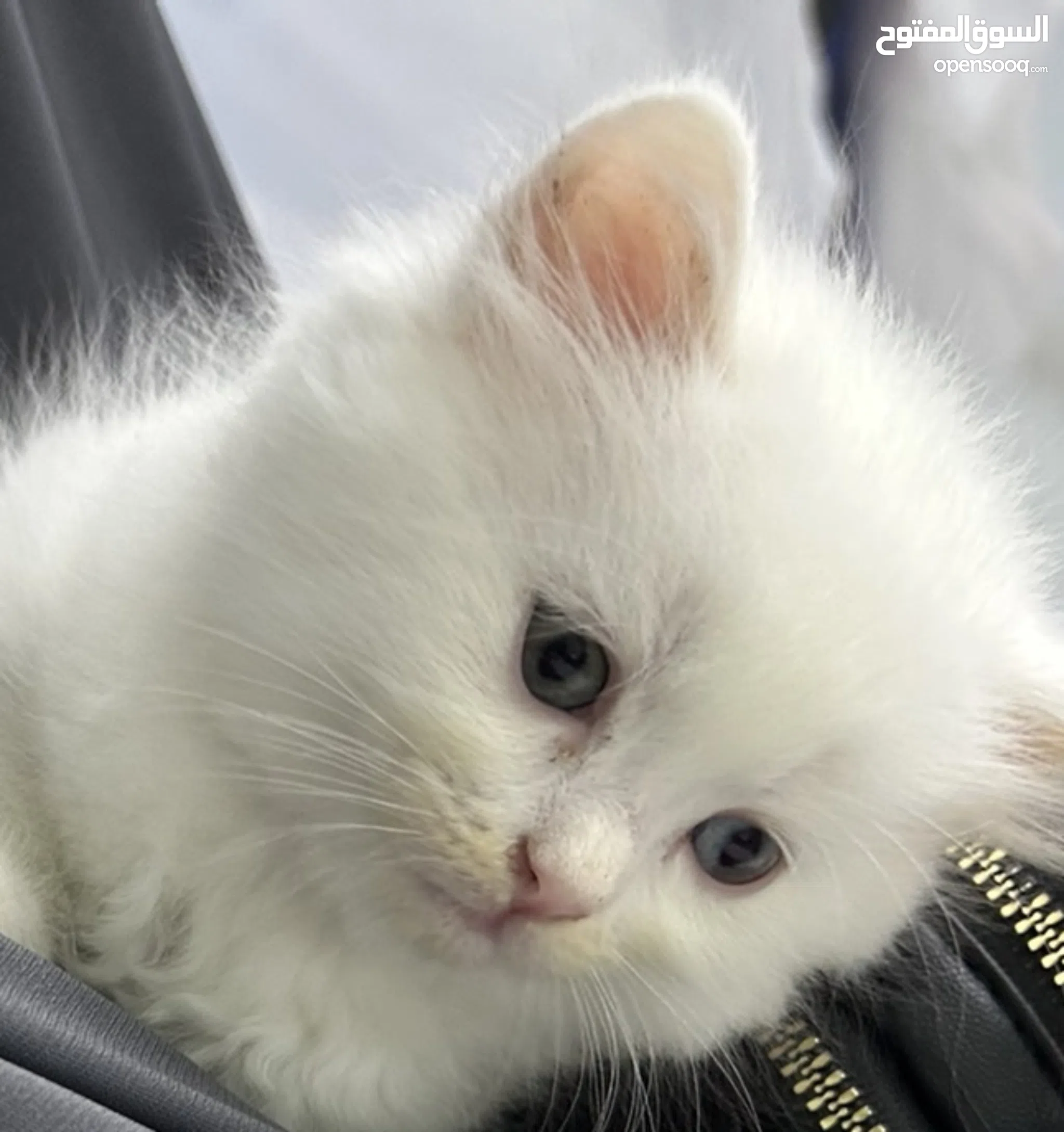 Persian Cats For Sale Adoption in Saudi Arabia: Kitten Best