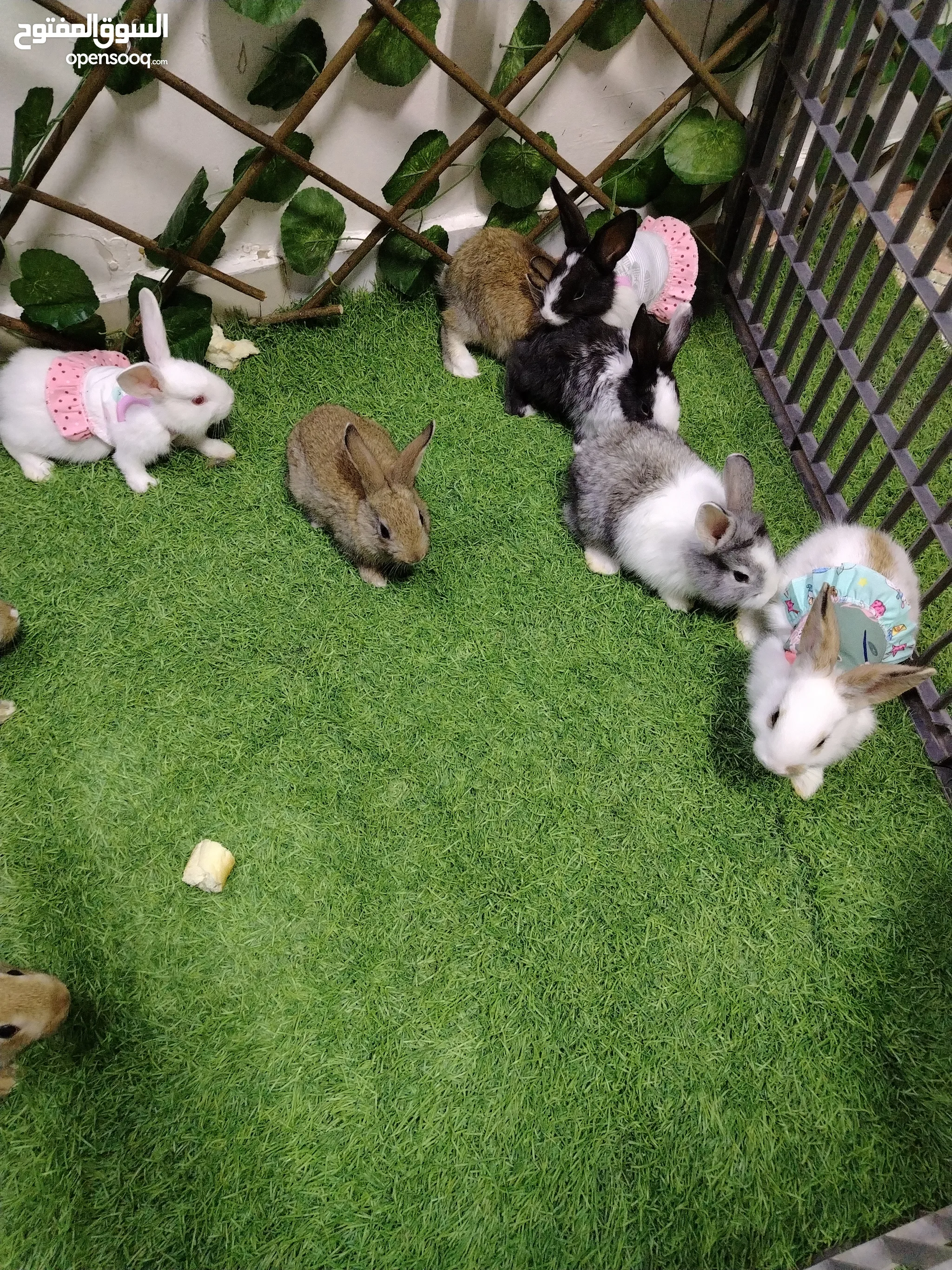 Rabbits in Al Ain Browse Our Listings Today OpenSooq - Main Image
