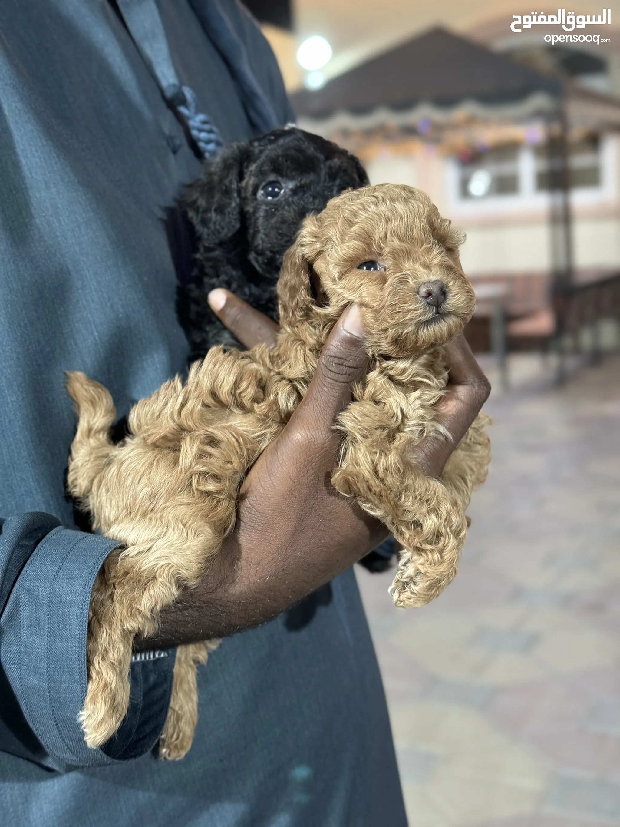 كلاب بودل للتبني في الإمارات : جميع الأعمار : كلاب صغيرة | السوق المفتوح
