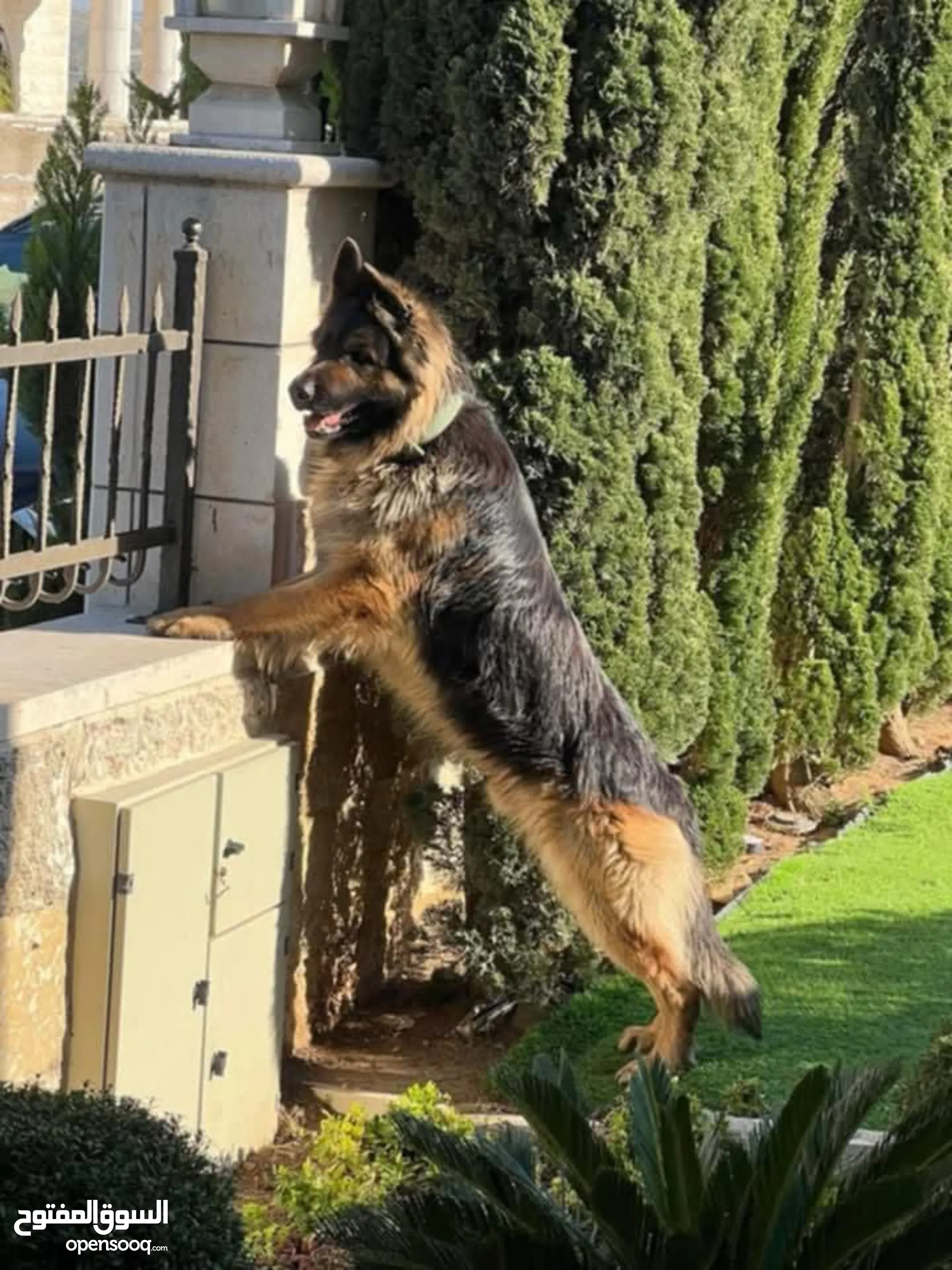 Dogs for Sale Puppies for Adoption in Palestine Buy with Best