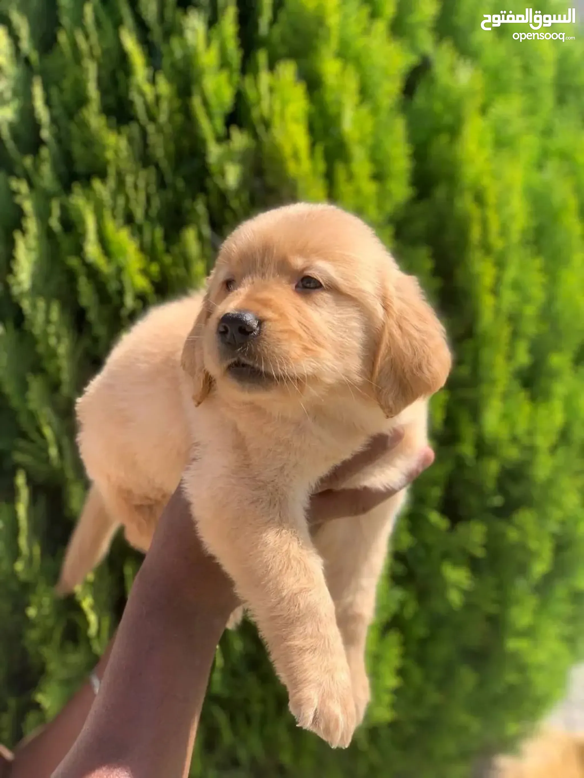 Golden Retriever Which Breed Dog Is Best For Home Golden Retriever