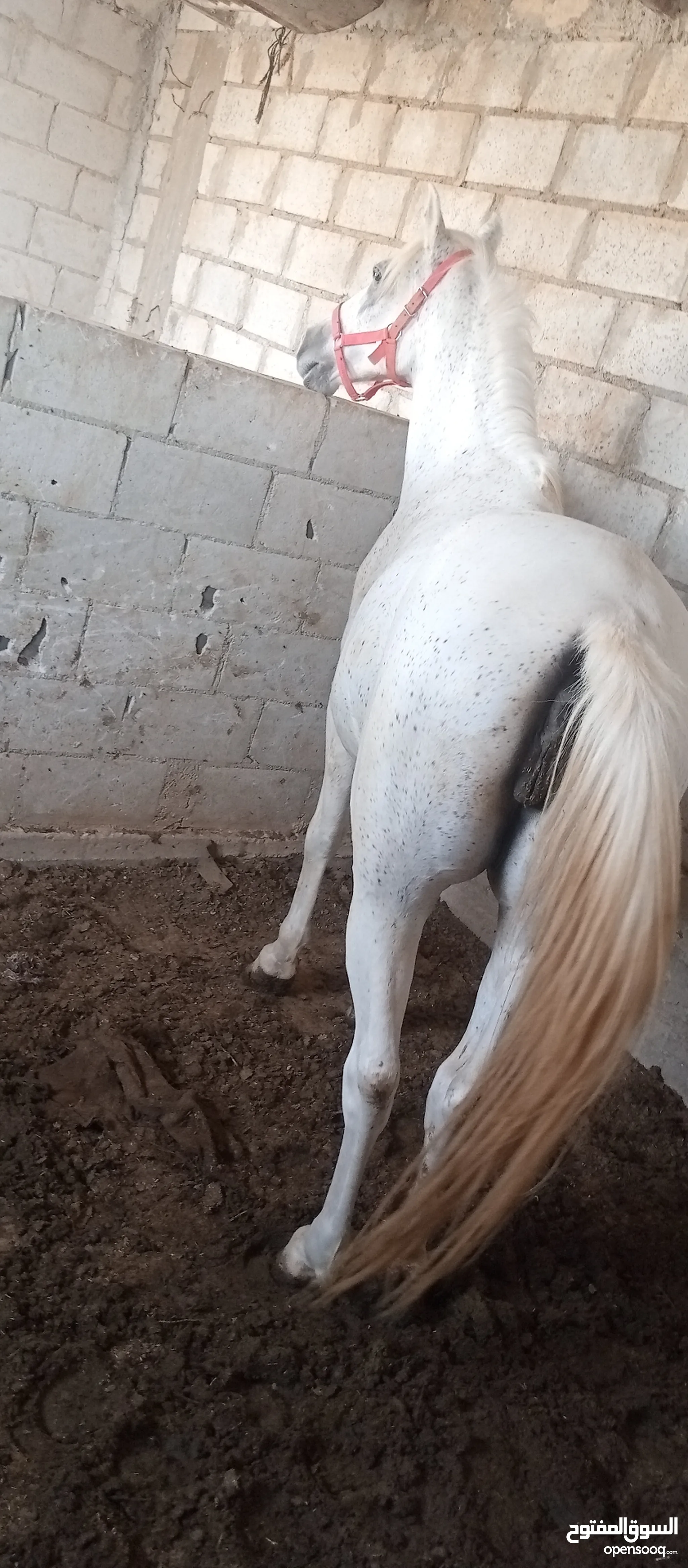 موقع #1 لبيع الخيول في الأردن : افضل انواع الخيل : بائعيين موثوقين : حمار  للبيع : ارخص الاسعار | السوق المفتوح