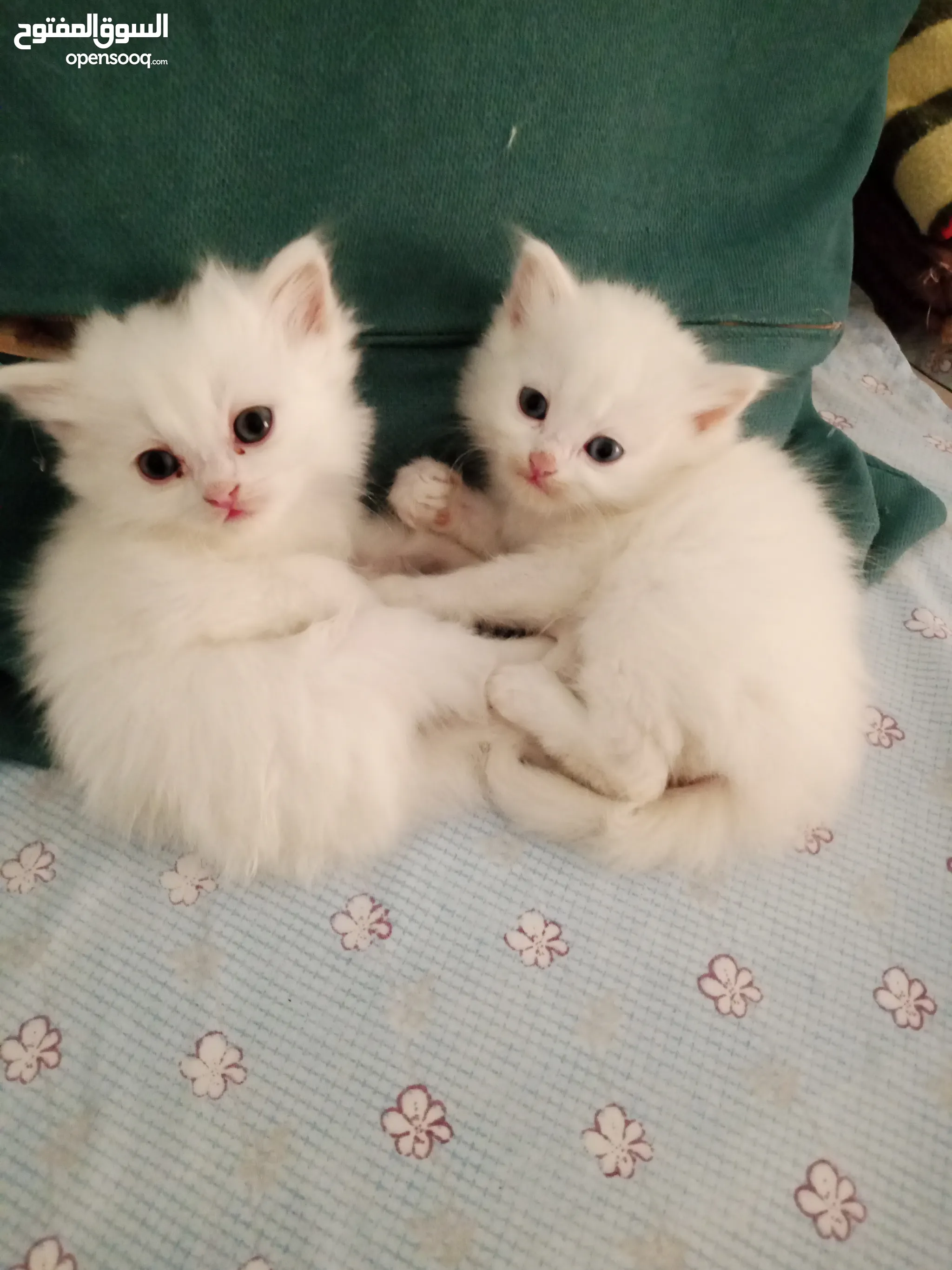 White Fluffy Kittens For Persian Cat Free To Good Home Kitten Long