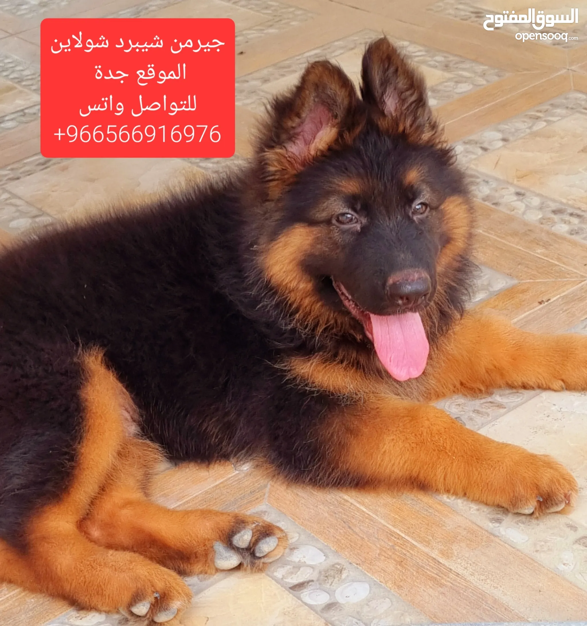 كلاب جيرمن للبيع او التبني في السعودية : كلب جيرمن : افضل سعر | السوق  المفتوح
