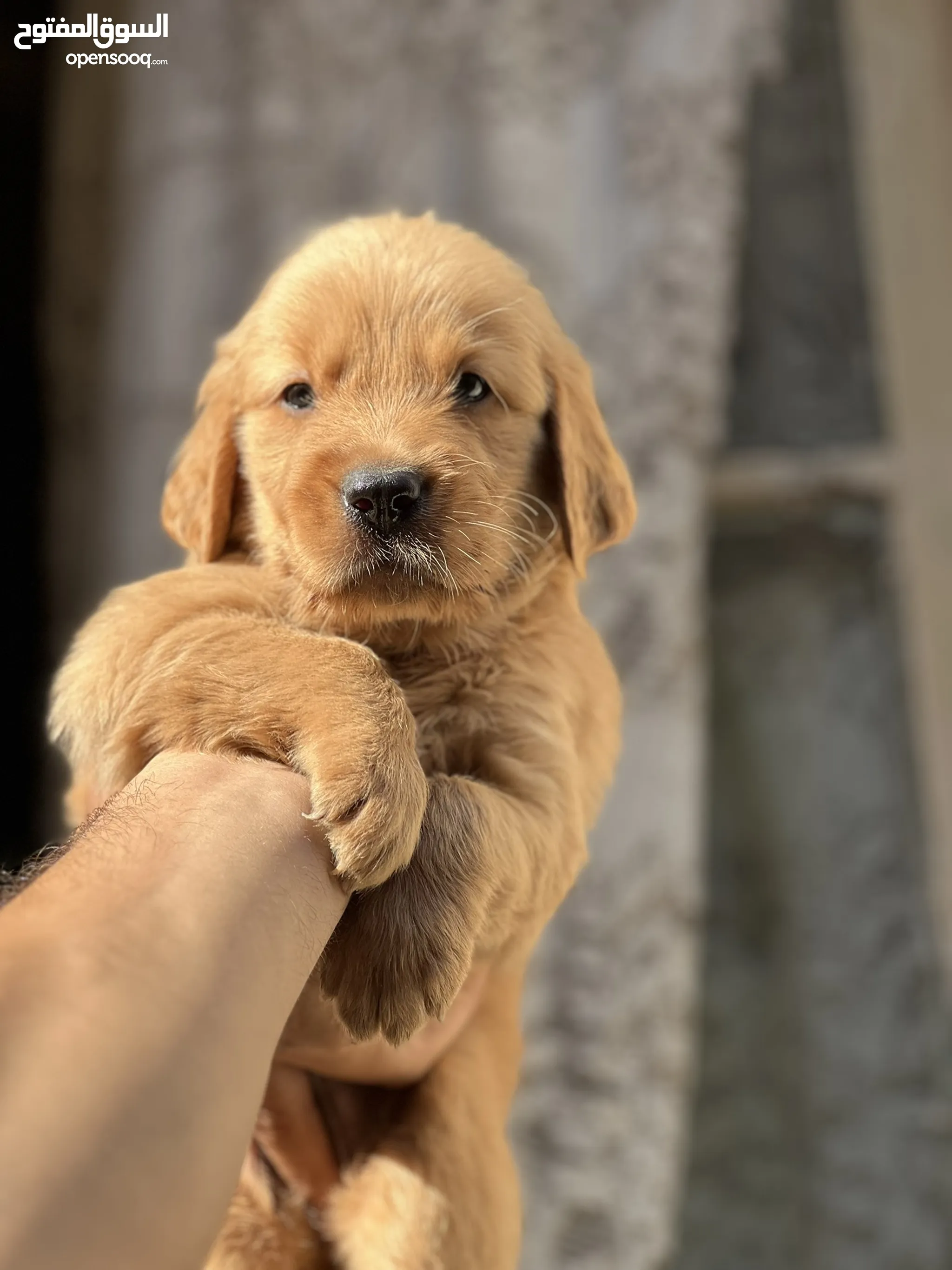 Retriever Dogs Gold Golden Retriever Puppy Price Golden Retriever