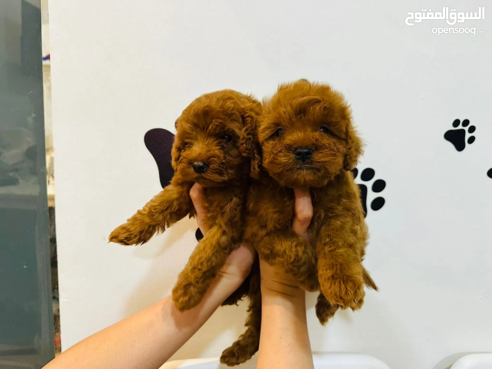 Brown How Much Is A Toy Poodle Cost Toy Poodle Puppy Price Small