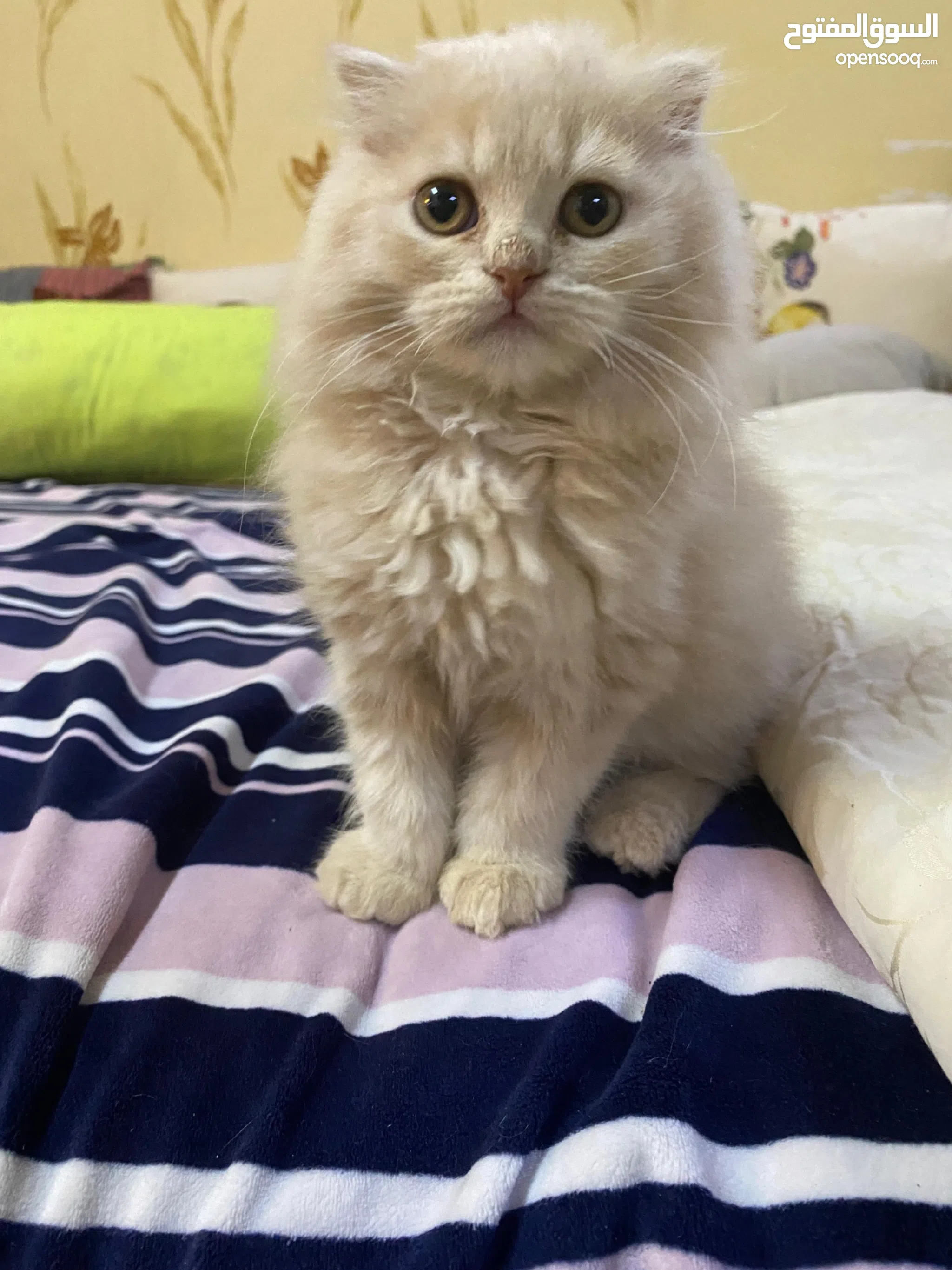 Cat Breeds Hypoallergenic Cats For Adoption Near Me Least