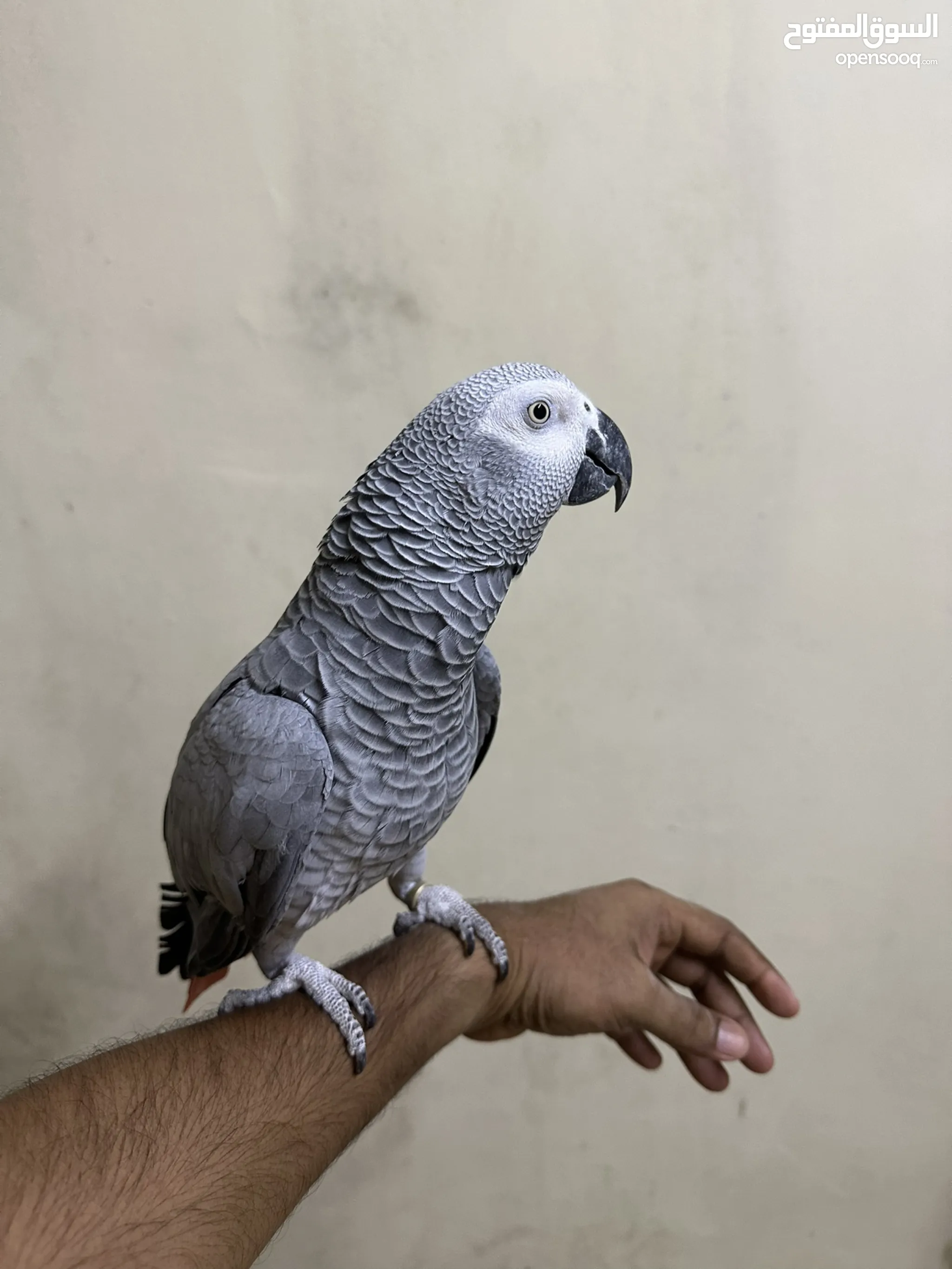 Parrot Price Great Alexander Parrot Small Blue Parrot Bird Cheap