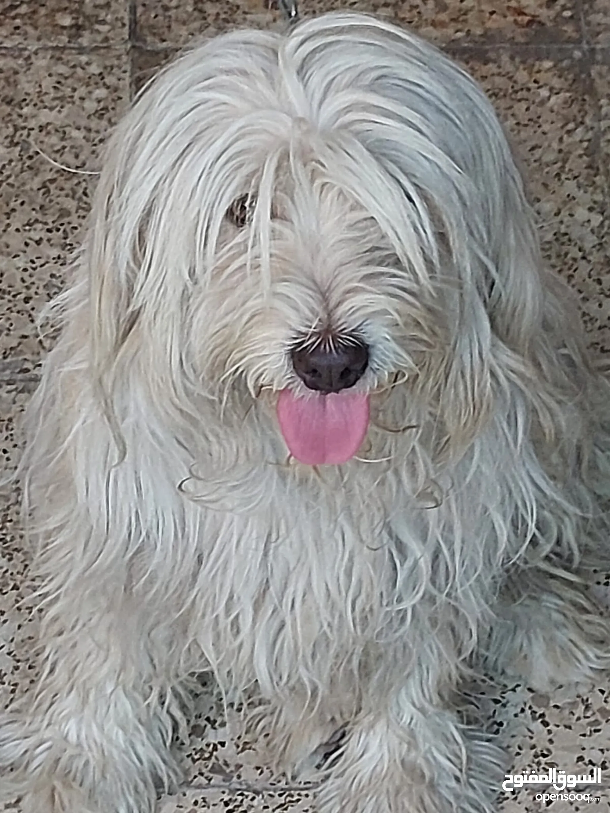 Bengali Ovcharka Meaning Dogs For Sale Puppies For Adoption In Baghdad Buy  With Best