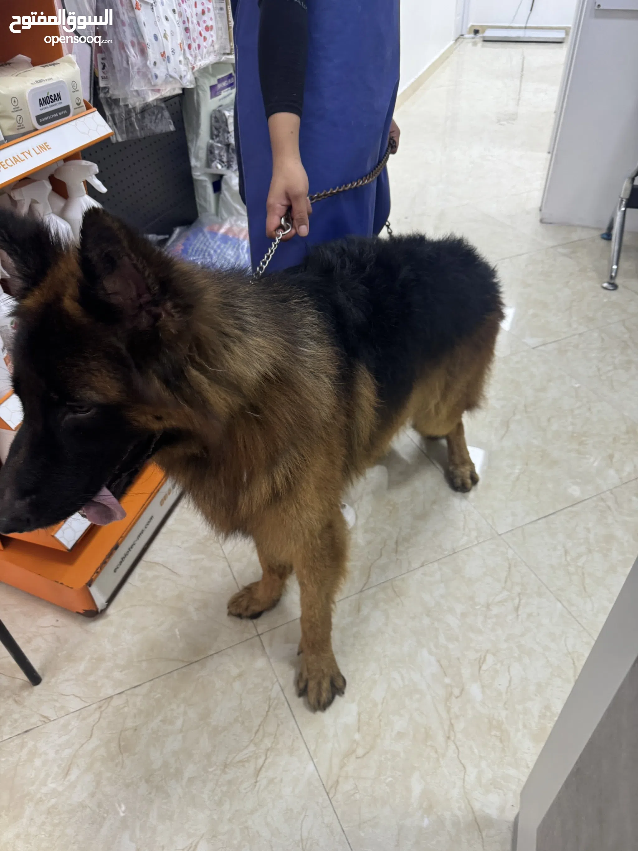 Dogs for Adoption in UAE All Ages (Page 6) OpenSooq