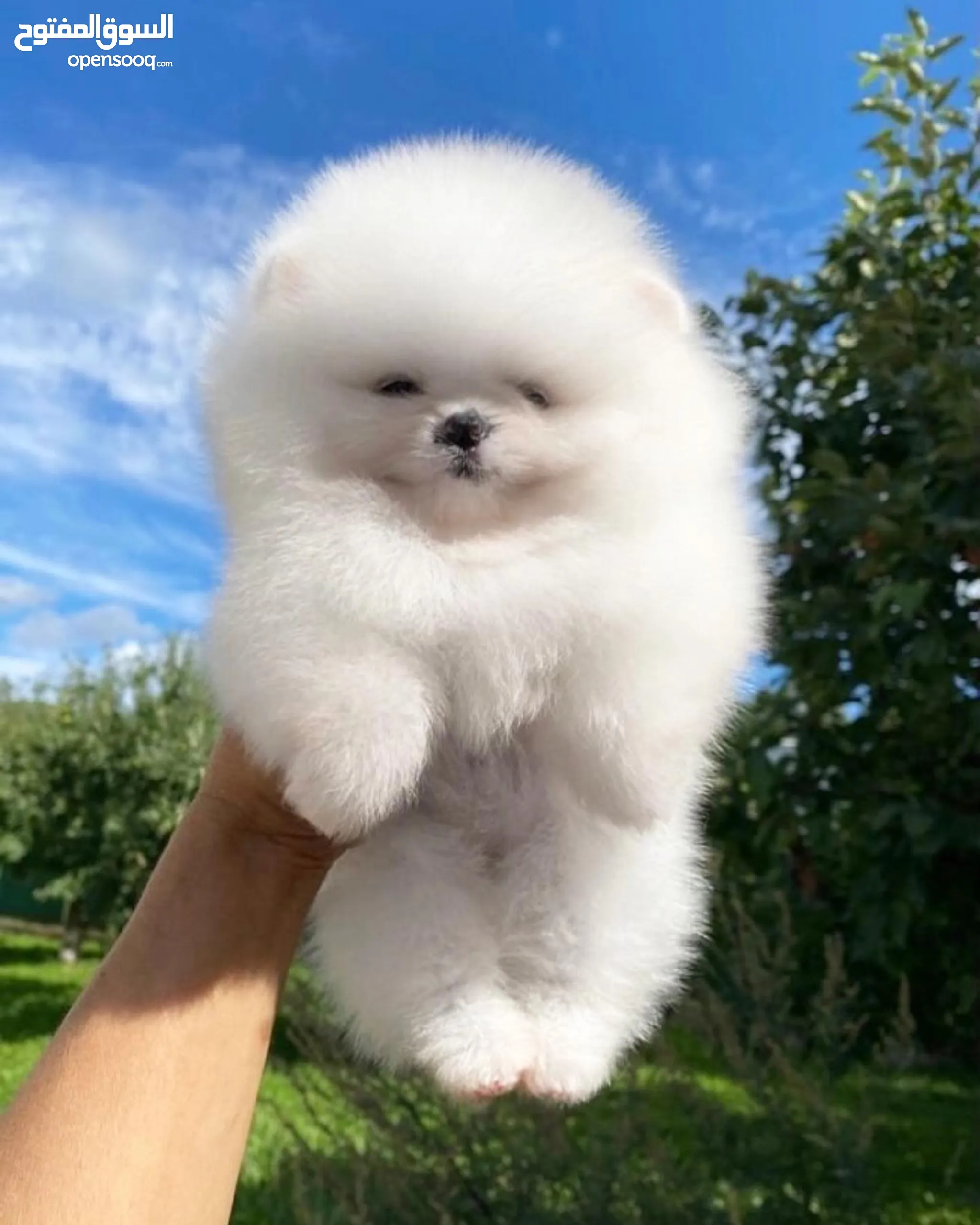 Pomeranian Dogs for Adoption in Dubai All Ages Puppies OpenSooq
