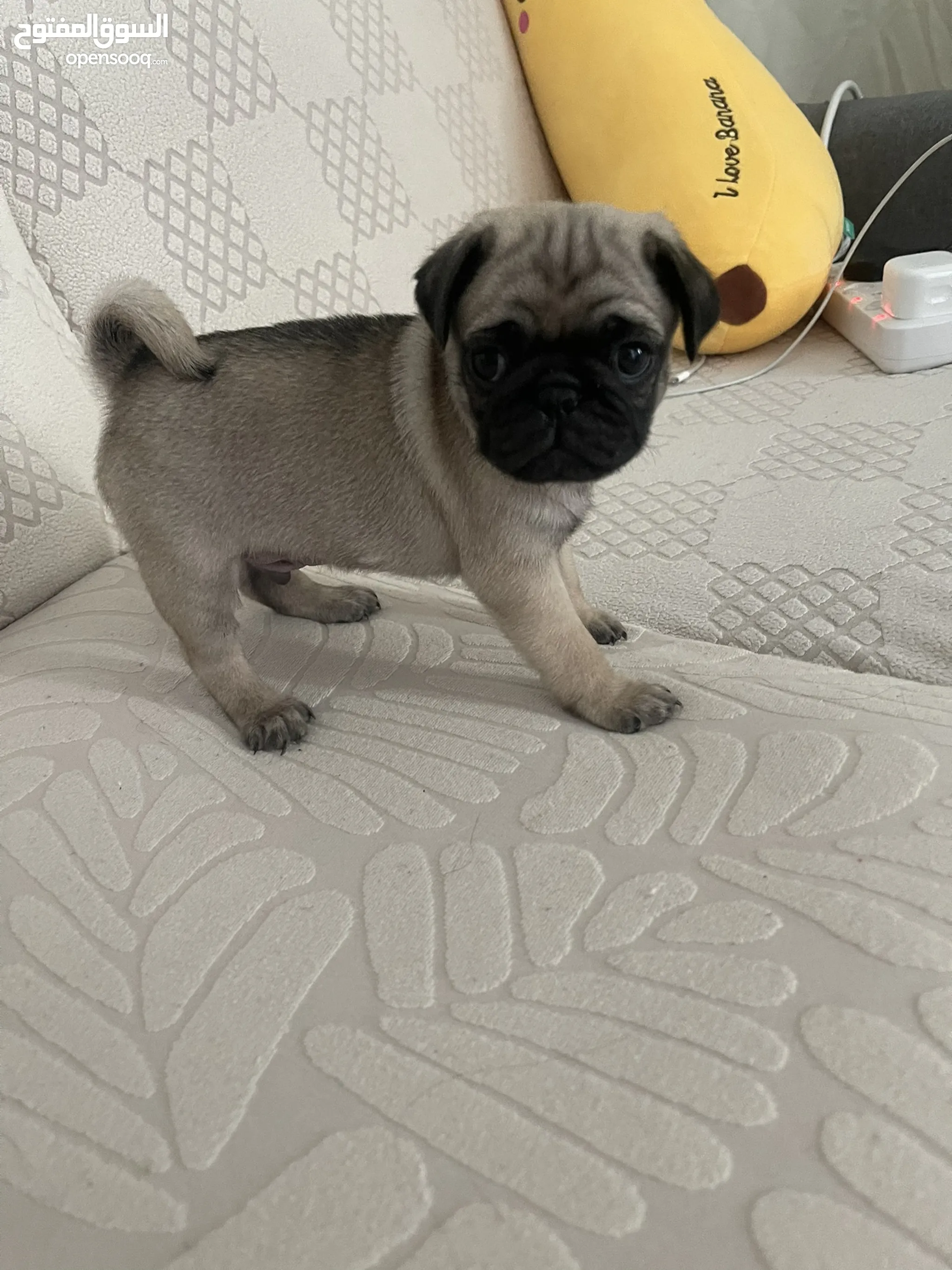 Bull pug for best sale sale