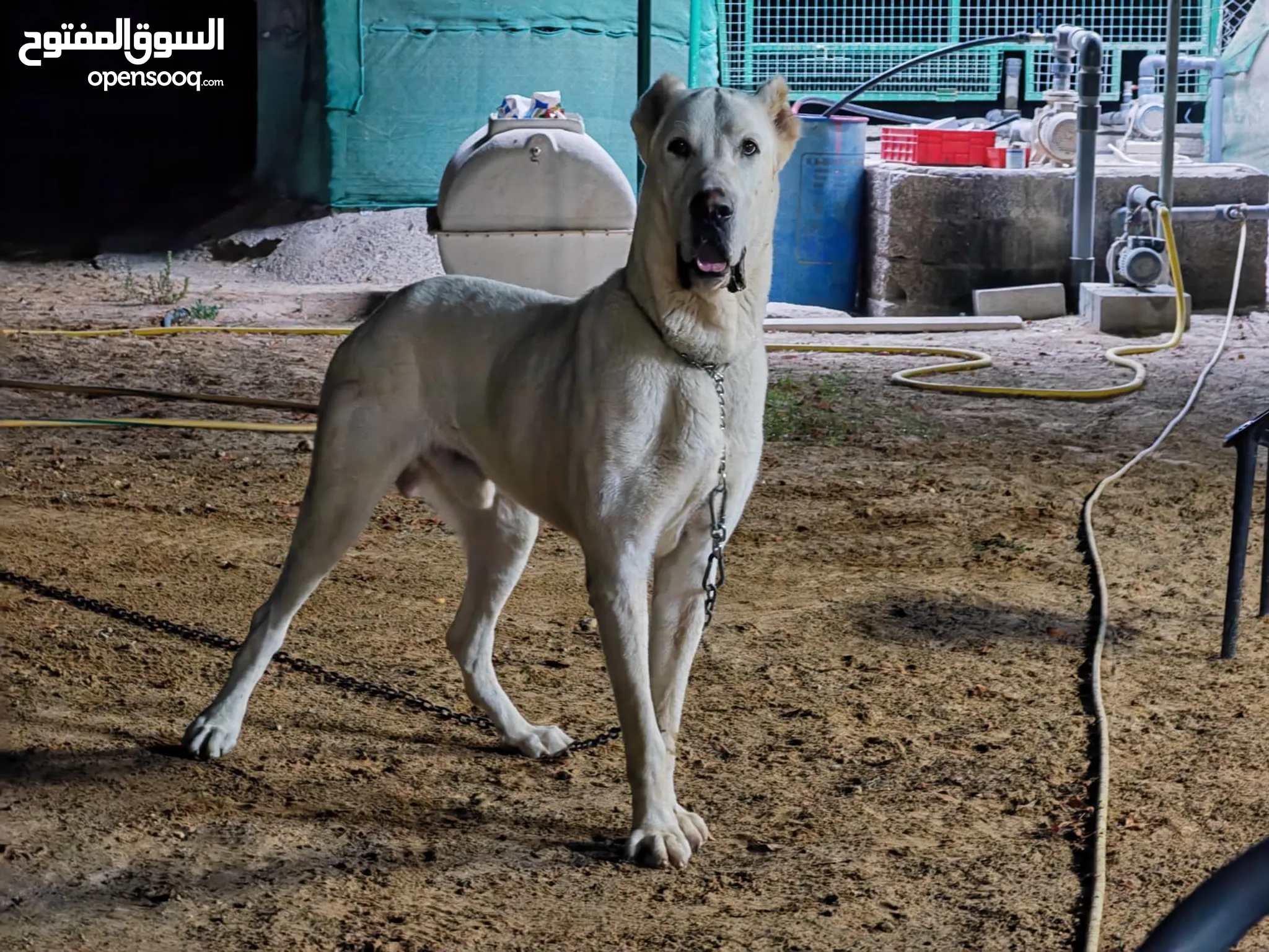 كلاب للتبني في أبو ظبي : جميع الأعمار | السوق المفتوح