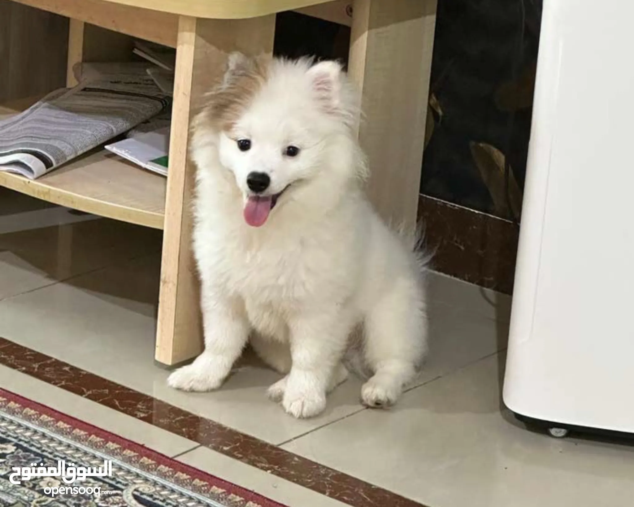 White Samoyed And Pomeranian Mix Samoyed Dog Breed Health And Care