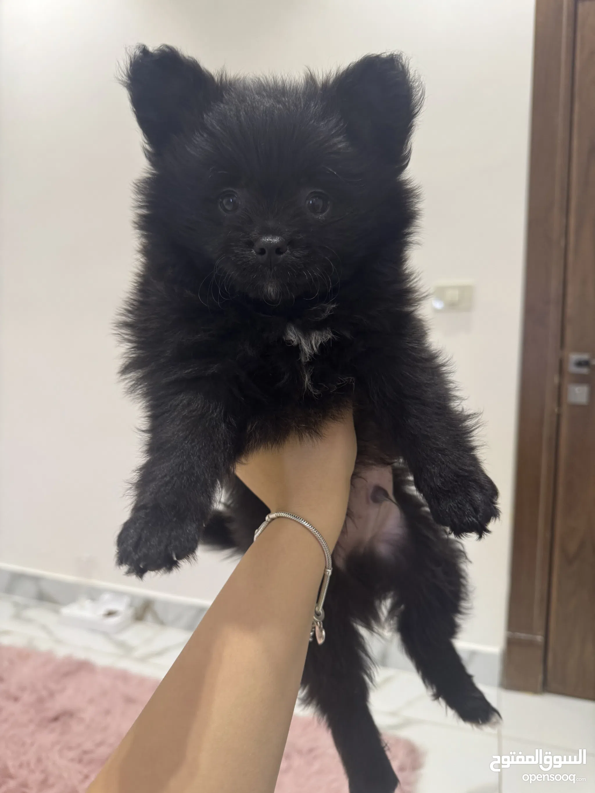 Pomeranian Dogs For Sale Adoption in Jordan: Puppy: Best Prices