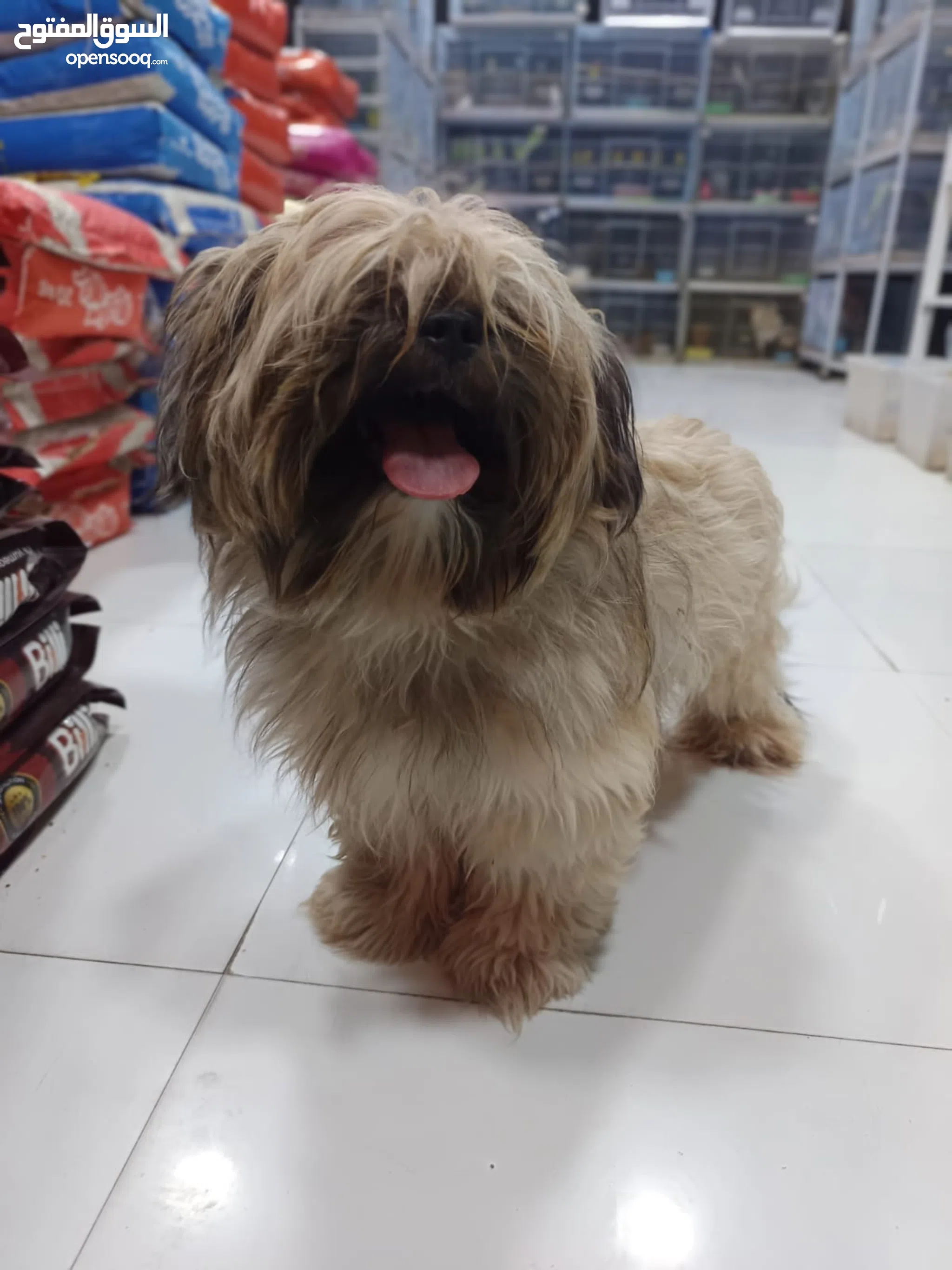 Dogs for Sale Puppies for Adoption in Muscat Buy with Best