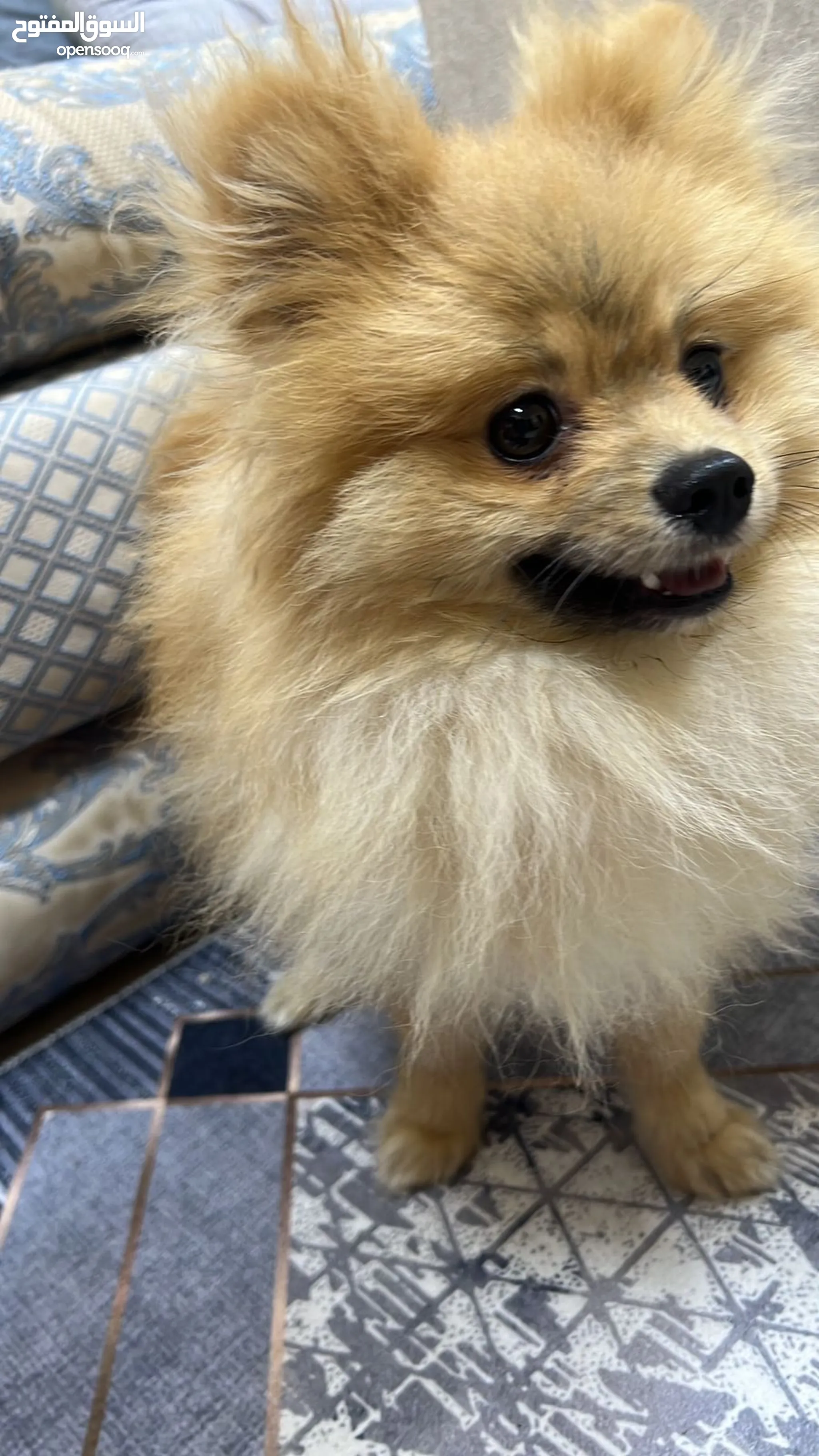 Pomeranian cross chihuahua for sale 2025