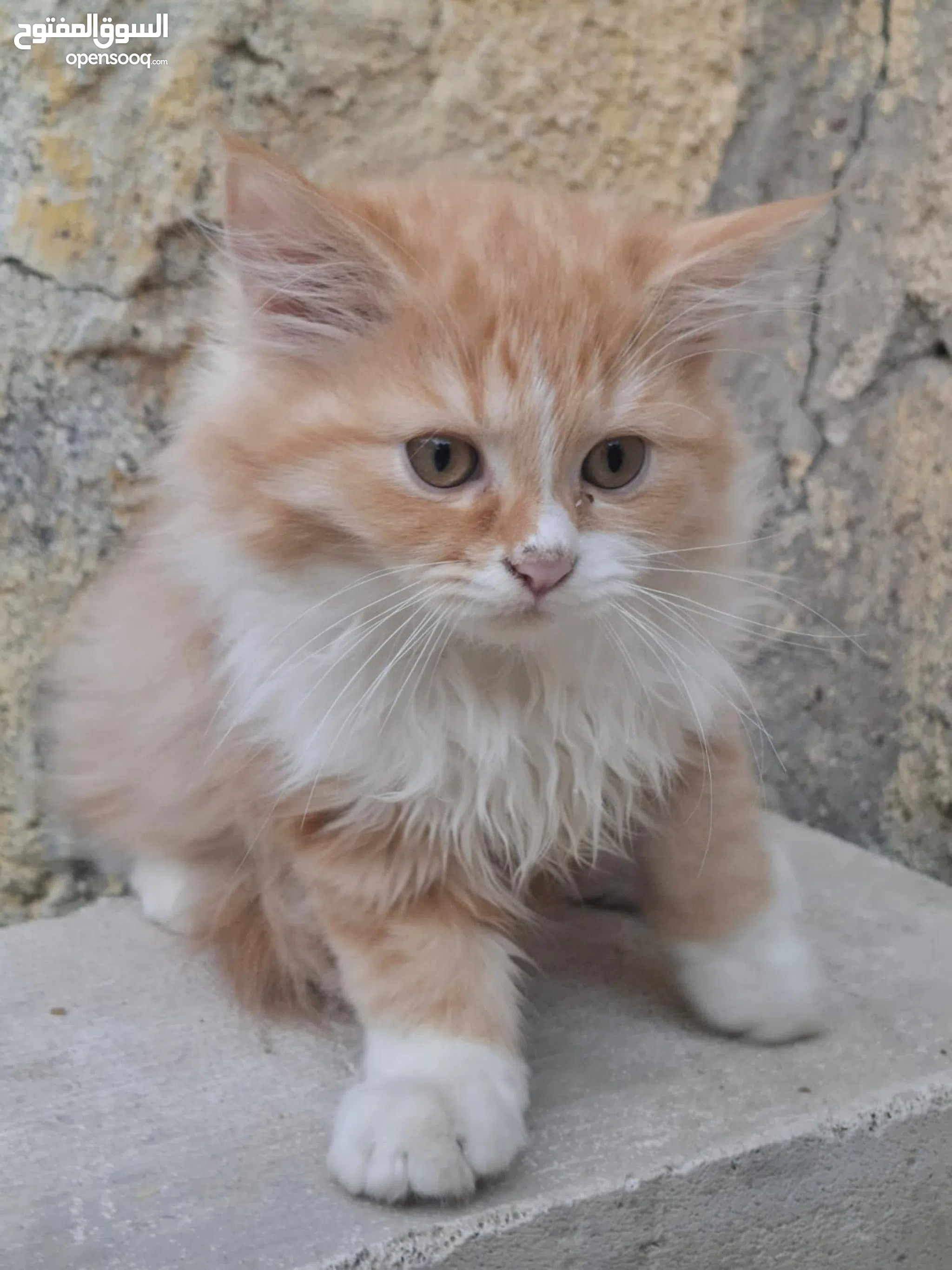 Cats for Sale Kitten for Adoption in Iraq Buy with Best Prices