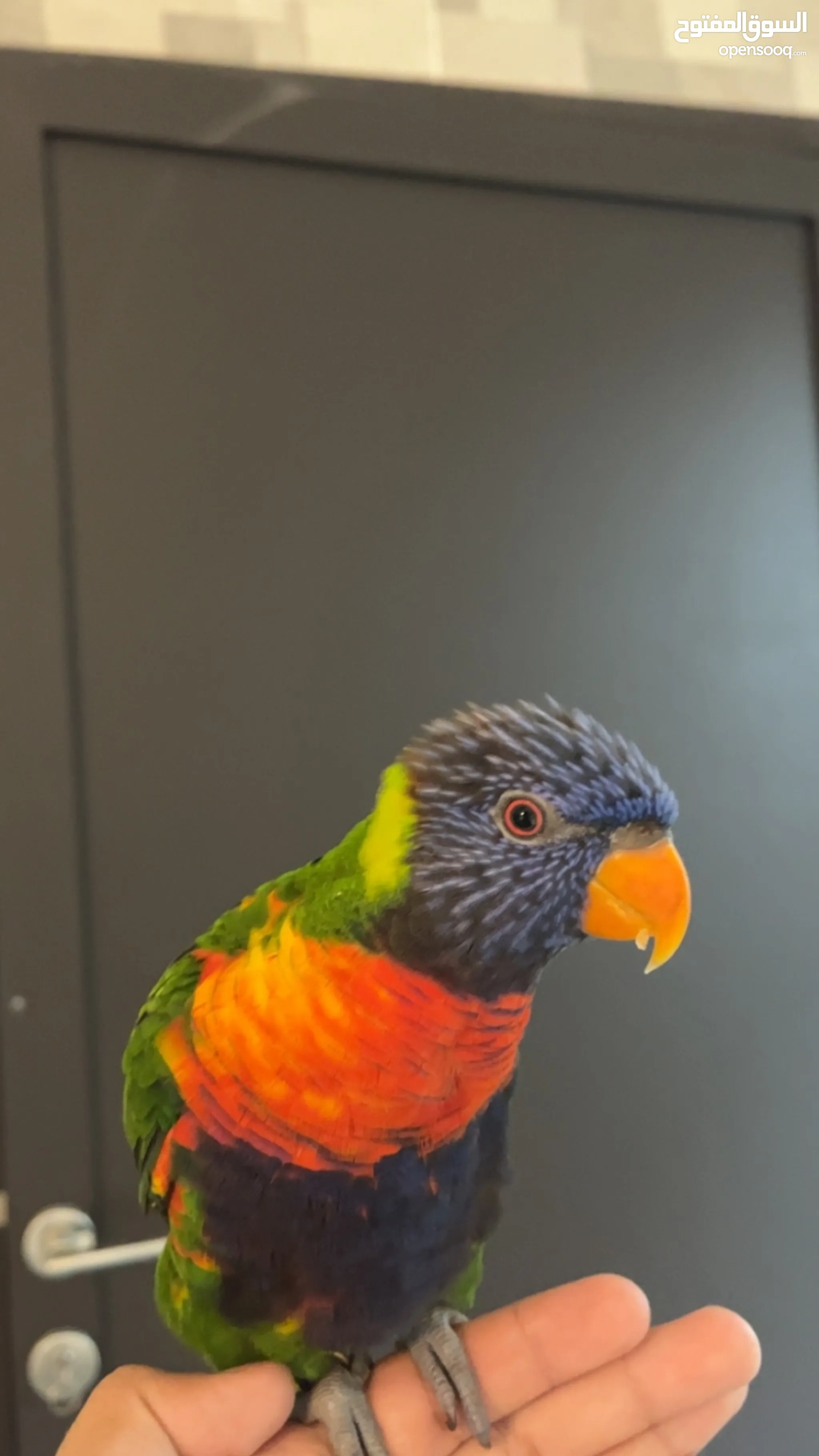 Birds for Adoption in UAE Birds All Kinds OpenSooq