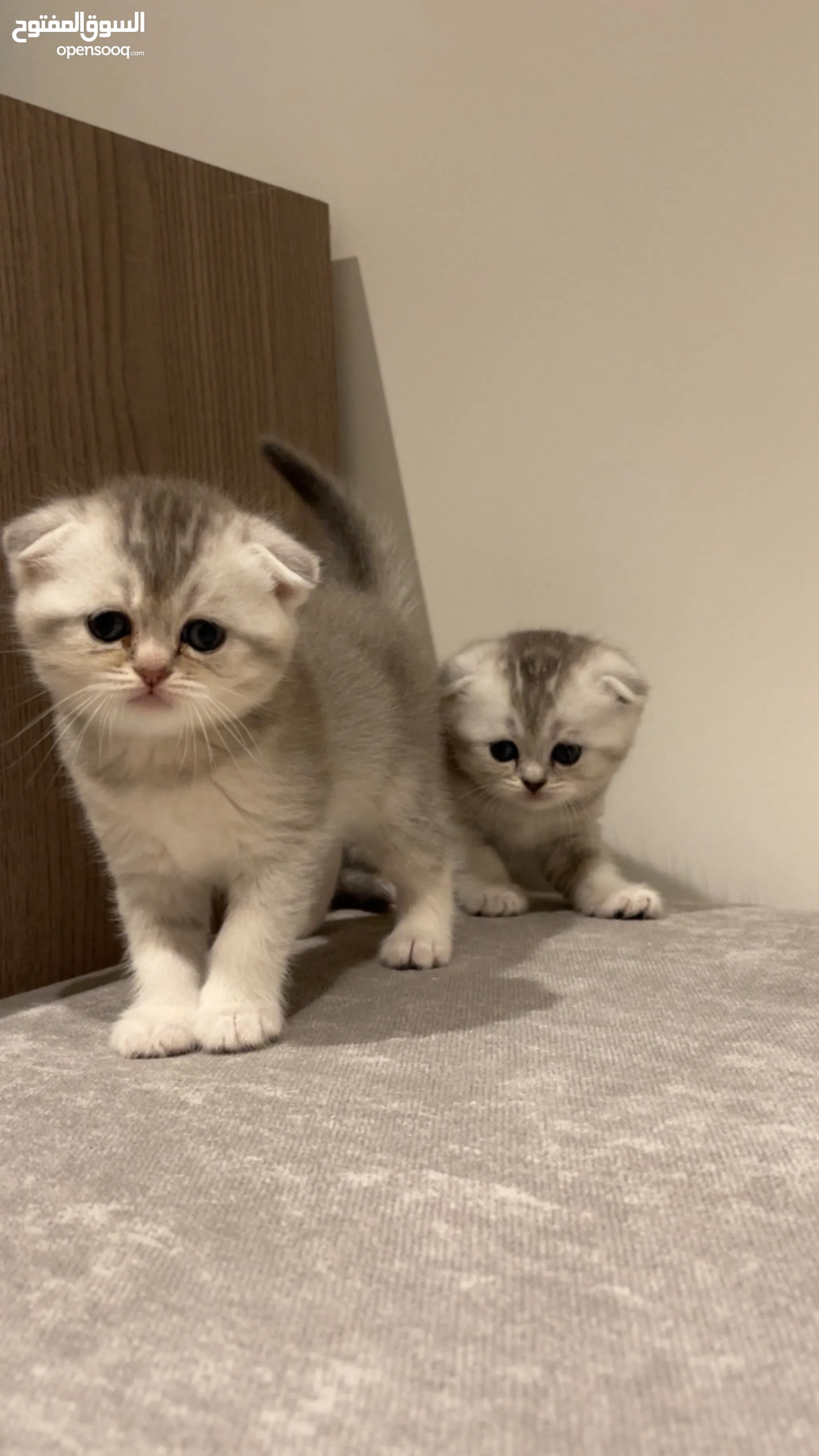 Cats for Adoption in UAE Himalayan Cats Scottish Cats OpenSooq