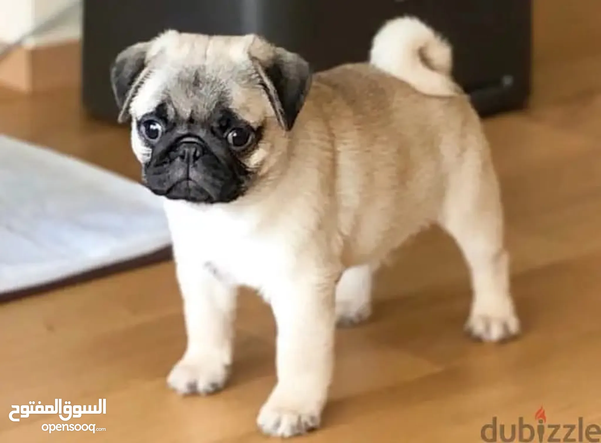 Dogs for Sale Puppies for Adoption in Qatar Buy with Best