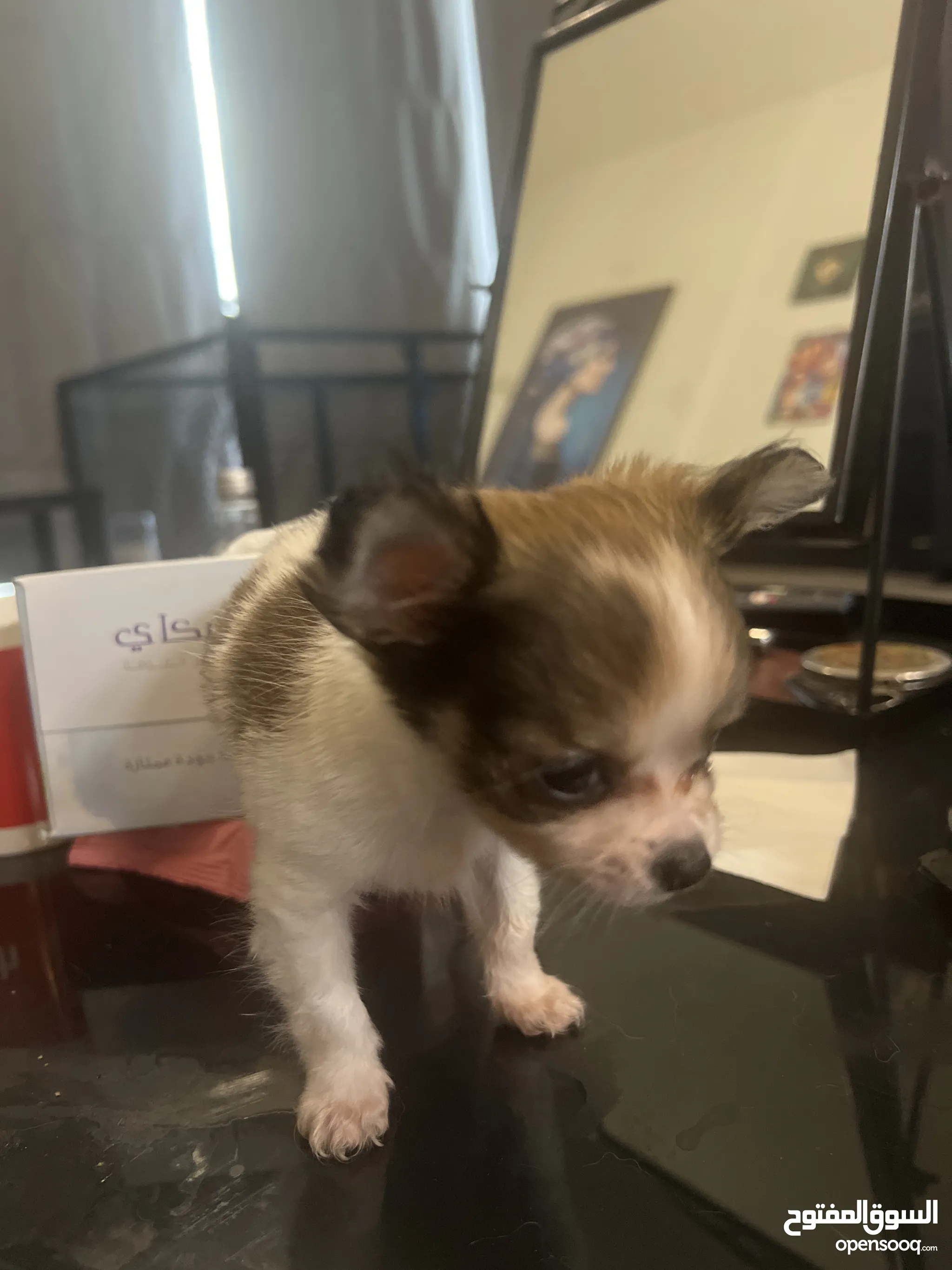 Dog Price Girl Chihuahua For Sale Chihuahua Dogs For Adoption In