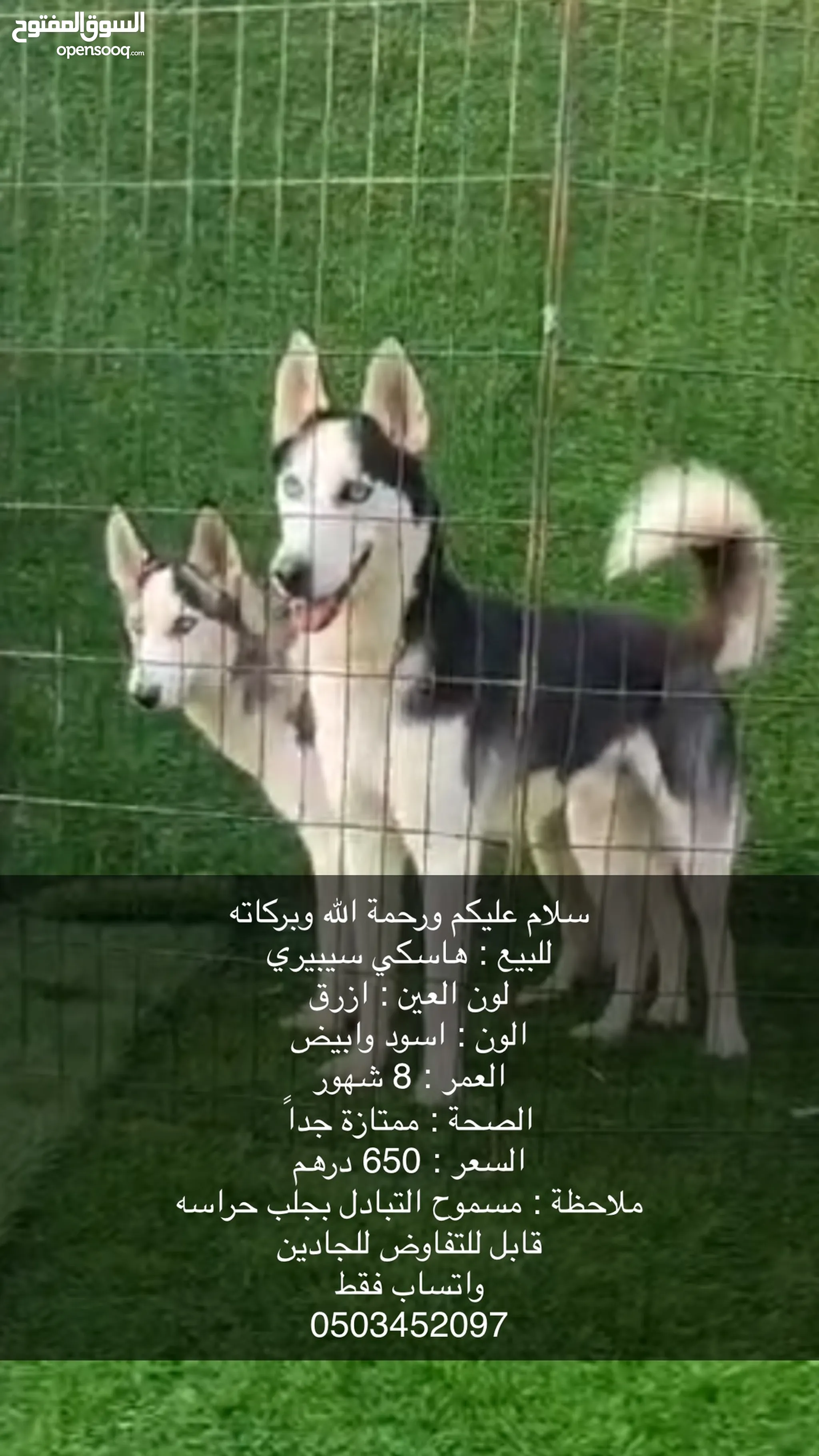 حيوانات للتبني : كلاب : هاسكي : (صفحة 4) : الإمارات | السوق المفتوح