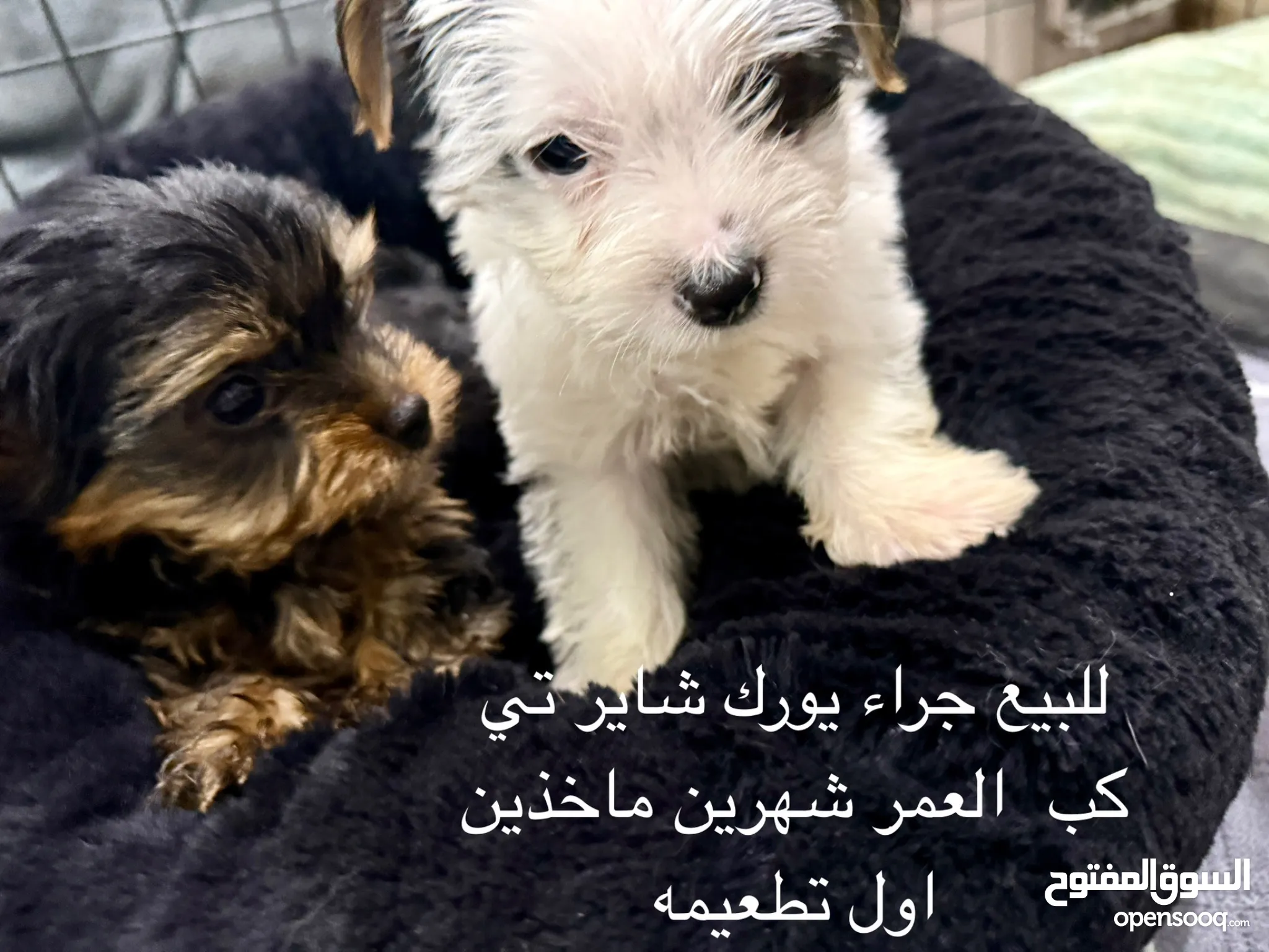 York Terrier Toy Yorkshire Terrier Olx Yorkshire Dogs For Sale