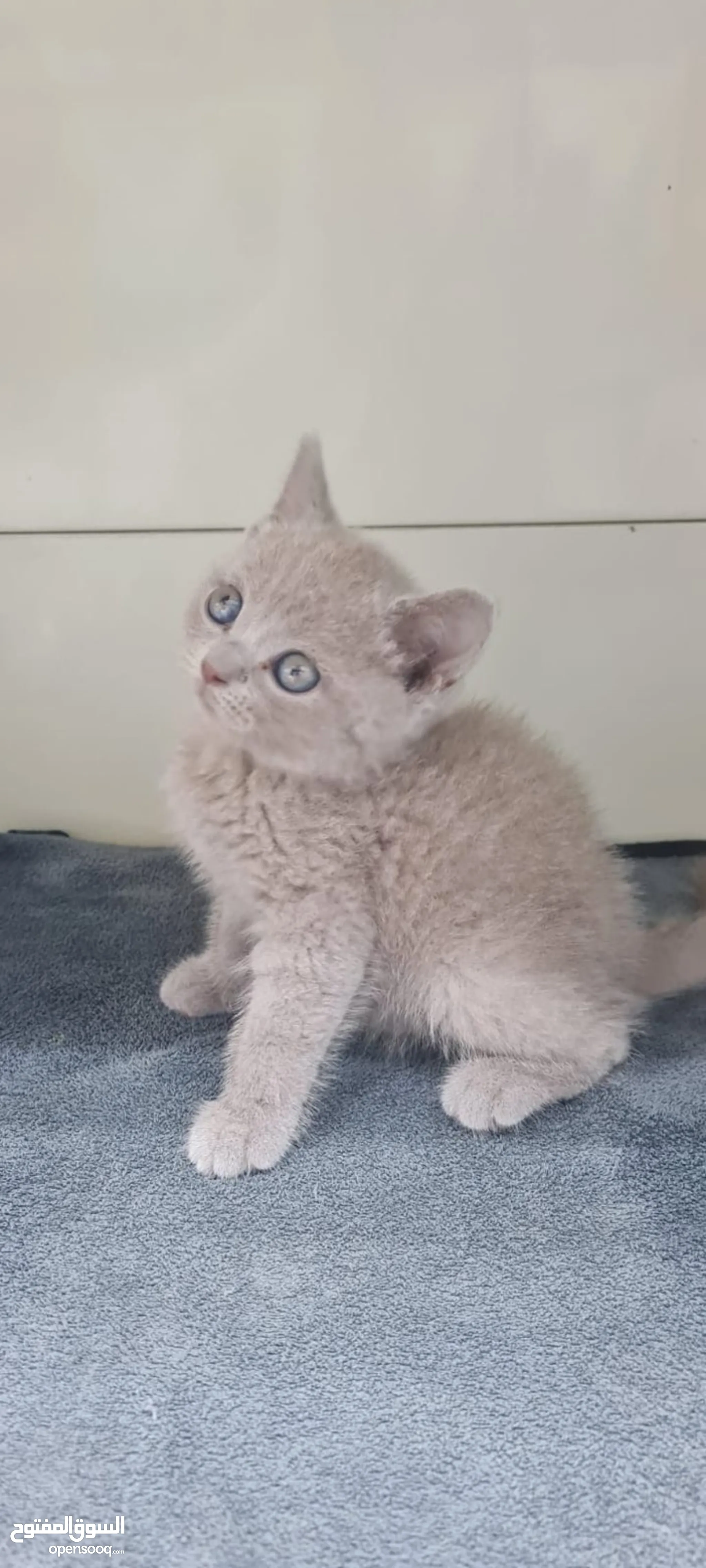 Grey Cream British Shorthair Kittens For Sale Alisia British