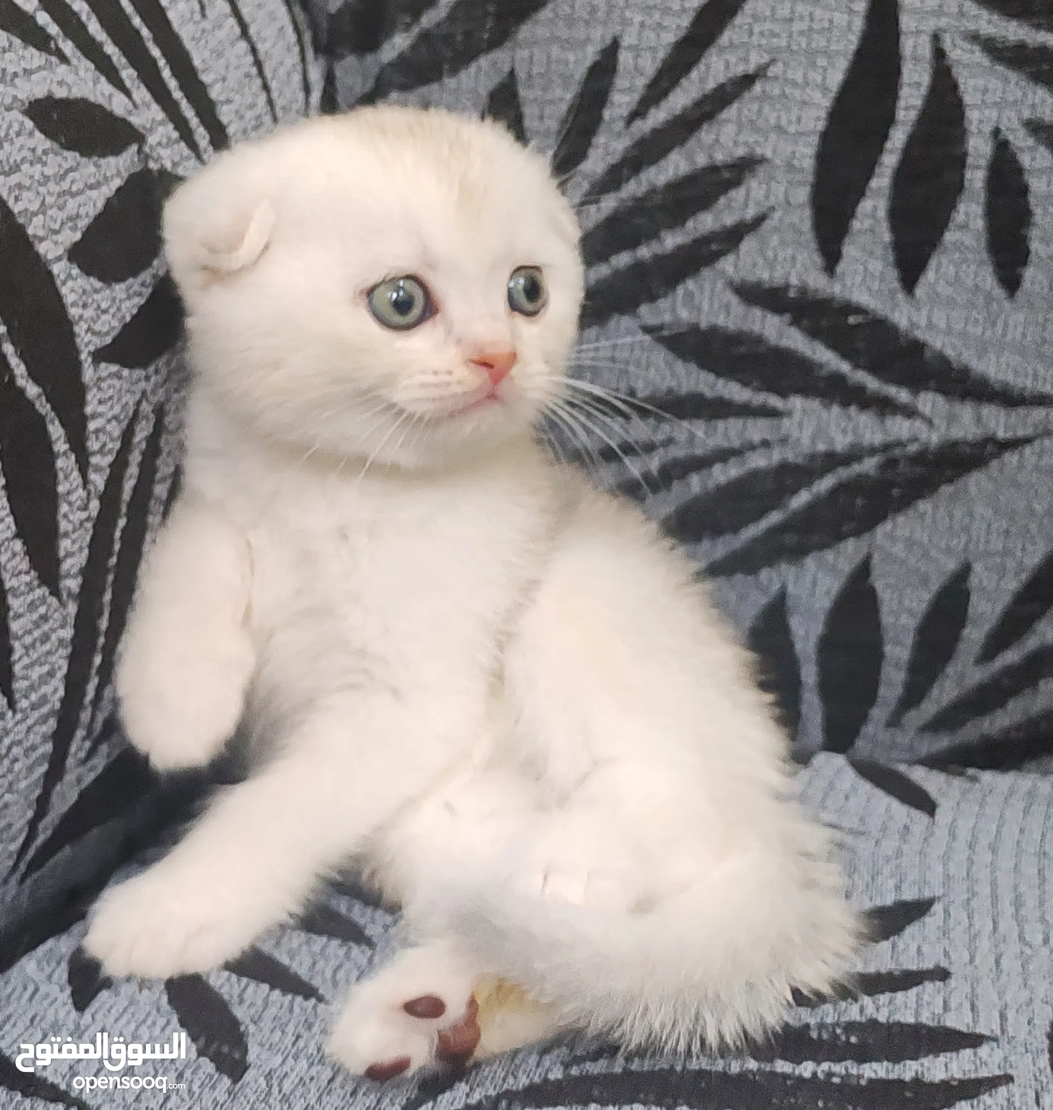 Cats for Sale Kitten for Adoption in Jeddah Buy with Best