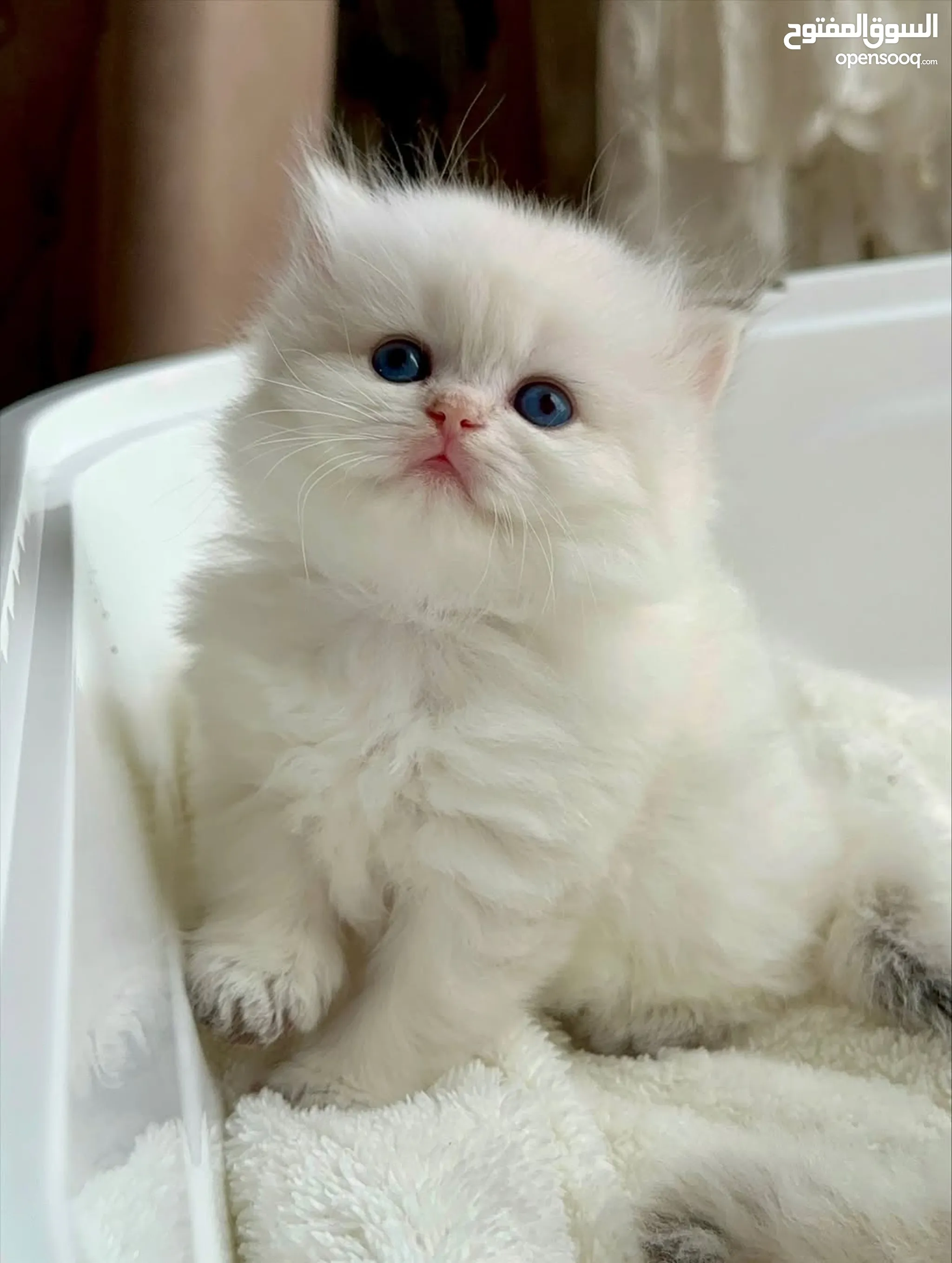 Free Adoption Mumbai Adopt Persian Kitten Near Me White Male