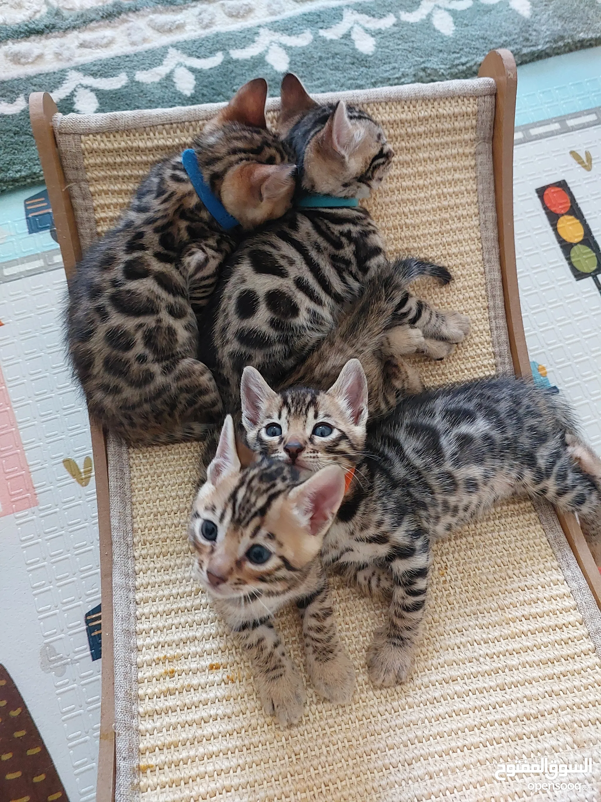 Bengal Cat Price Savannah Cat Kittens For Sale Feline Average Cost
