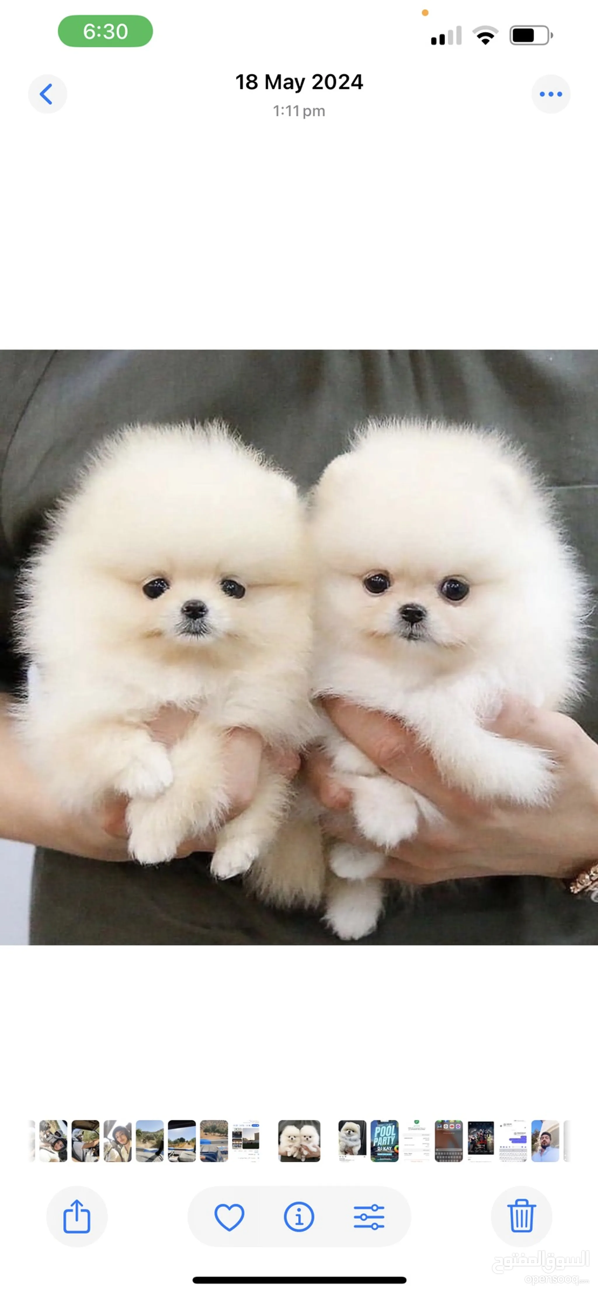 Teacup Pomeranian Pomeranian Rescue Centre Dog Adoption Adoption