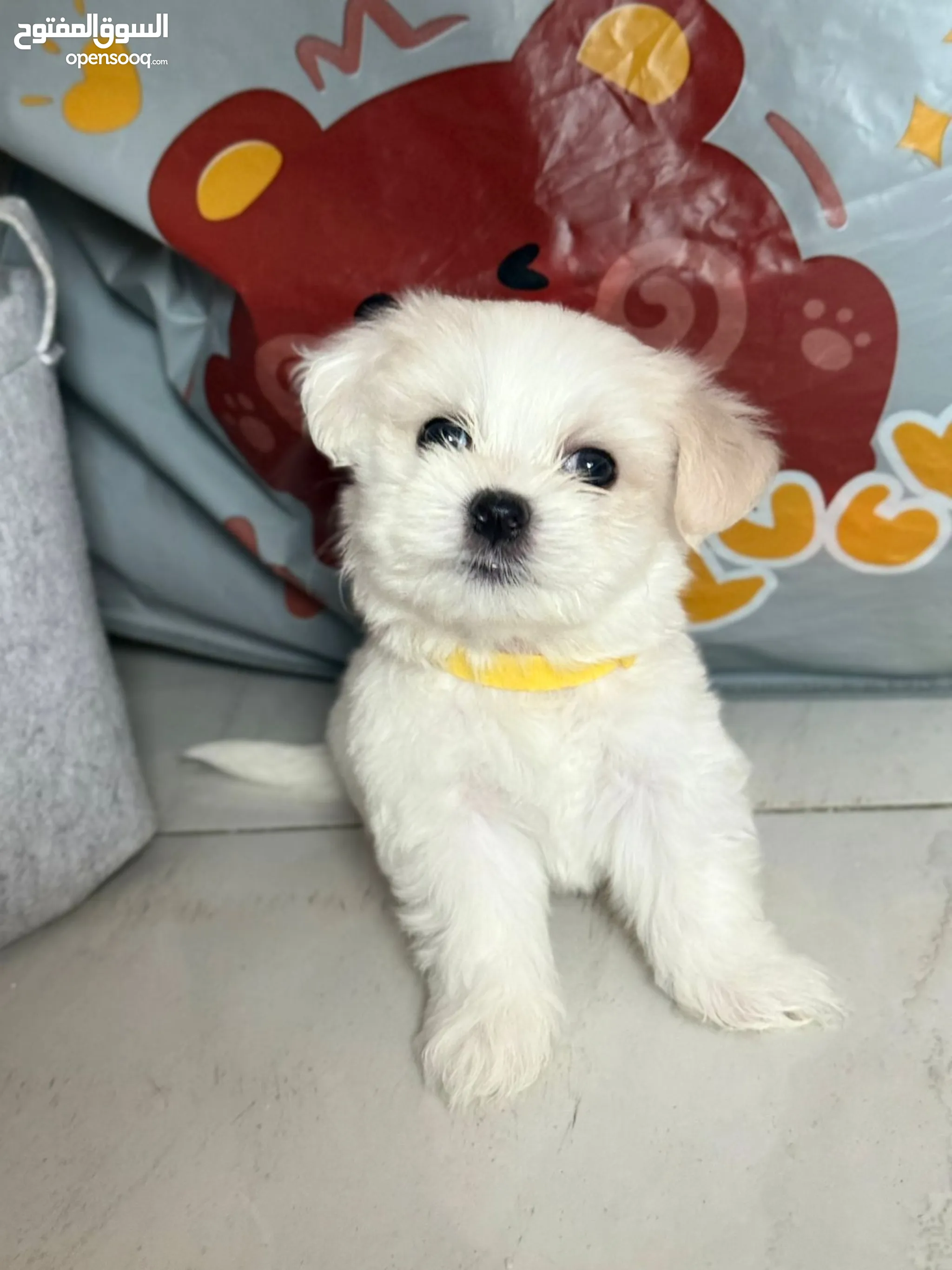 Dog Rescue Where Can I Buy A Maltese Dog Maltese Dogs For Adoption