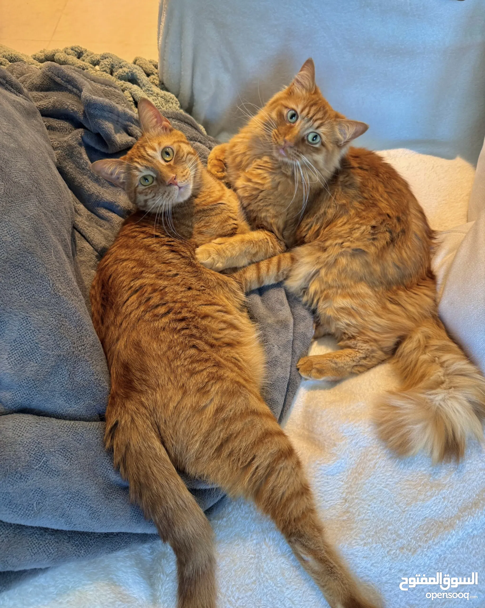 Cats for Adoption in UAE Himalayan Cats Scottish Cats OpenSooq