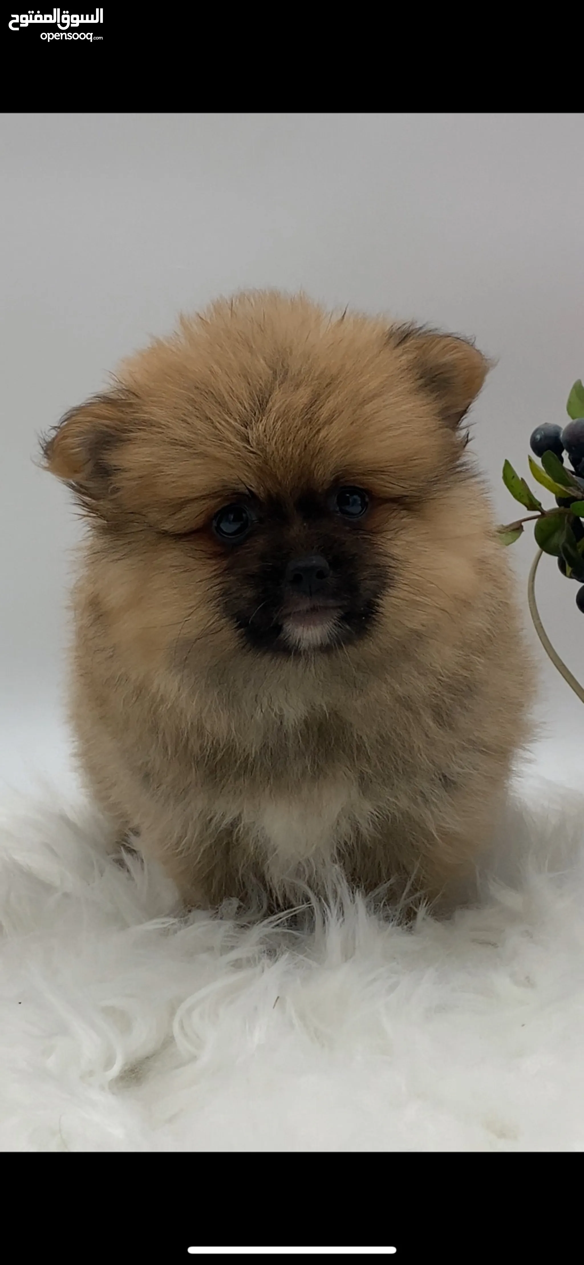 Female Pomeranian Kijiji Teacup Pomeranian Pomeranian Small Small