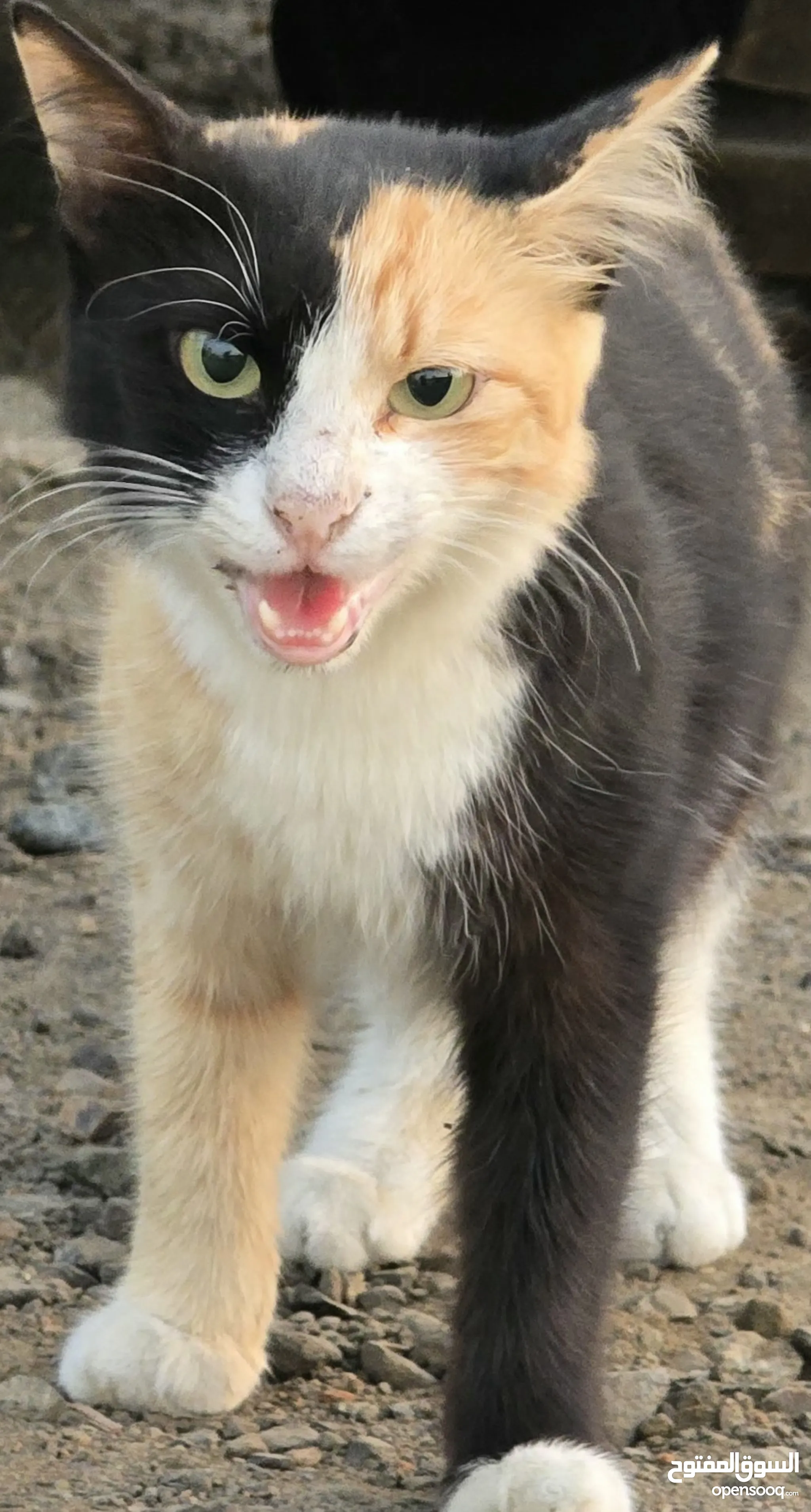 Cats for Sale Kitten for Adoption in Saudi Arabia Buy with