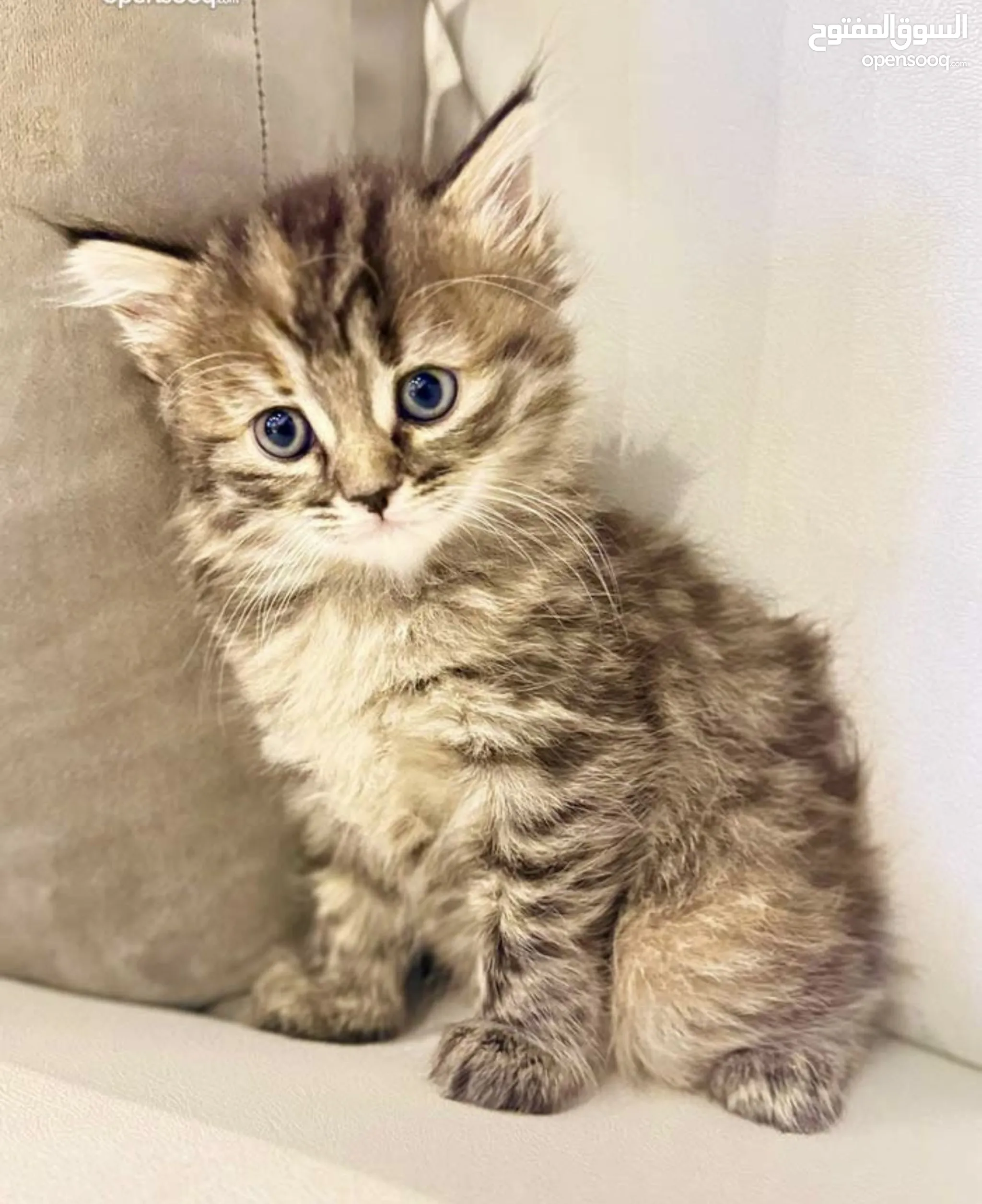 Persian Cat Price Bengal Cat Kittens For Sale Near Me Persian Cat