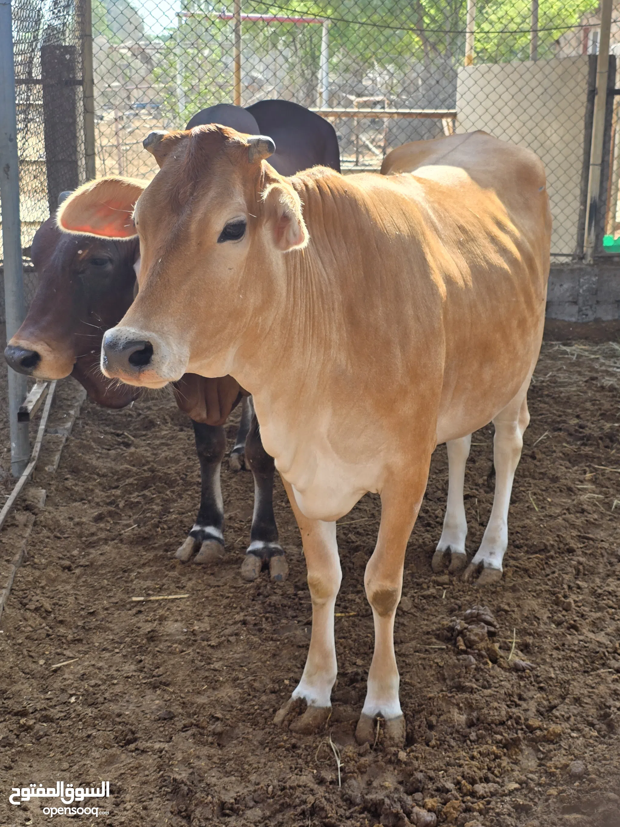 Cows in UAE Browse Our Listings Today OpenSooq