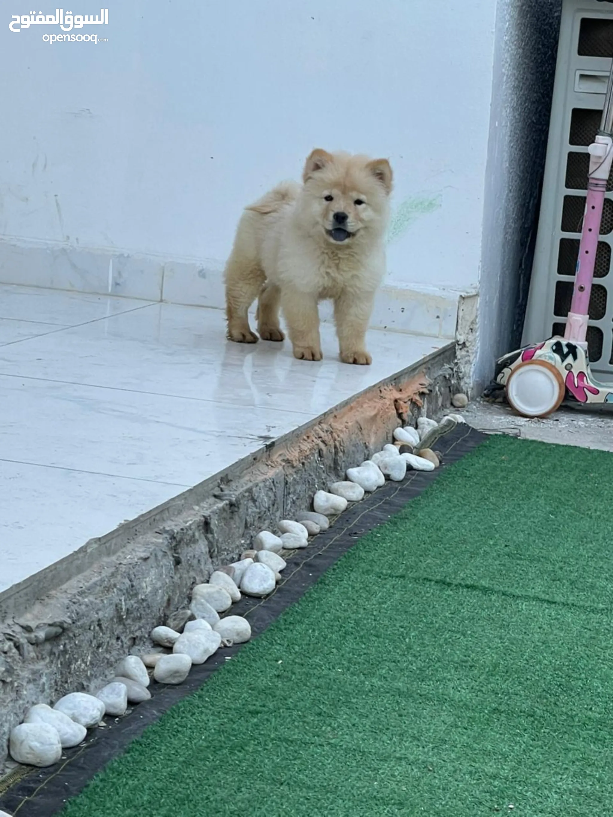 Chow Chow Dogs for Adoption in UAE All Ages Puppies OpenSooq