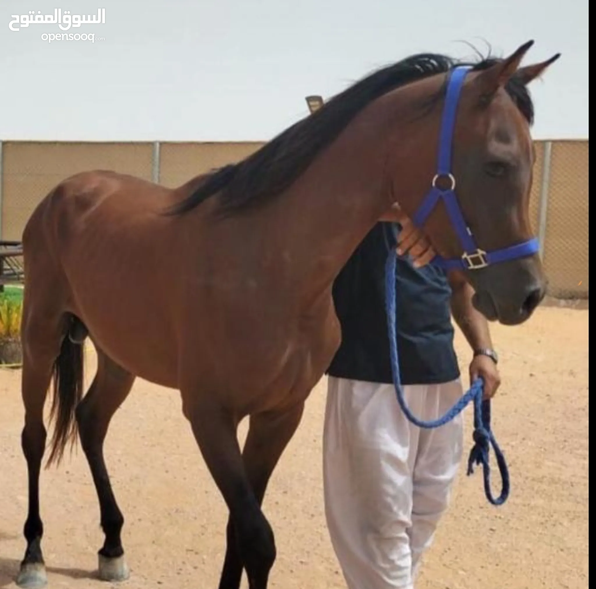 موقع #1 لبيع الخيول في عمان : افضل انواع الخيل : بائعيين موثوقين : حمار  للبيع : ارخص الاسعار | السوق المفتوح