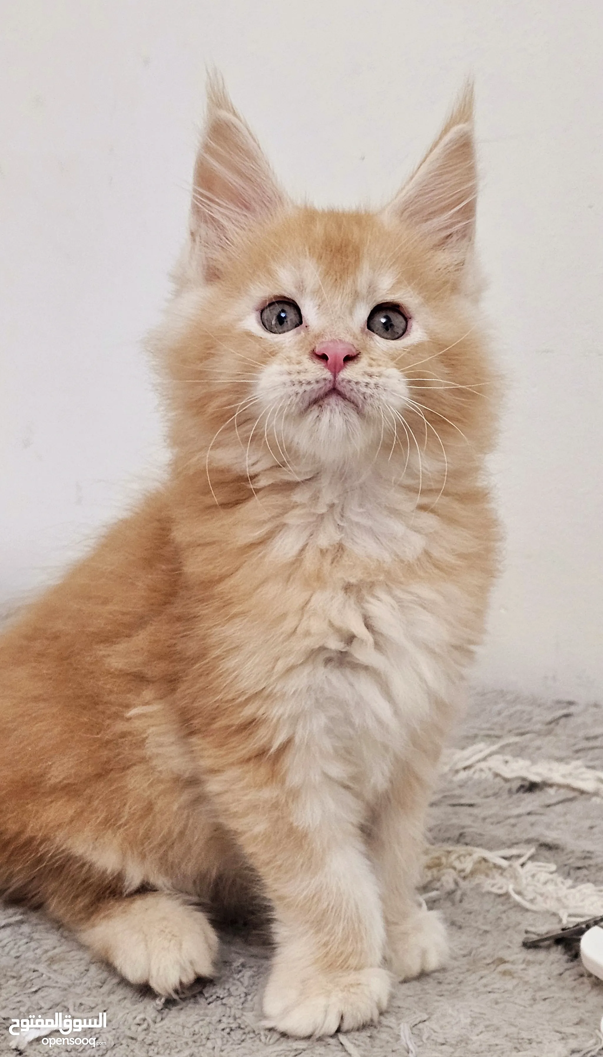 Other Cats for Adoption in UAE All Ages Kittens (Page