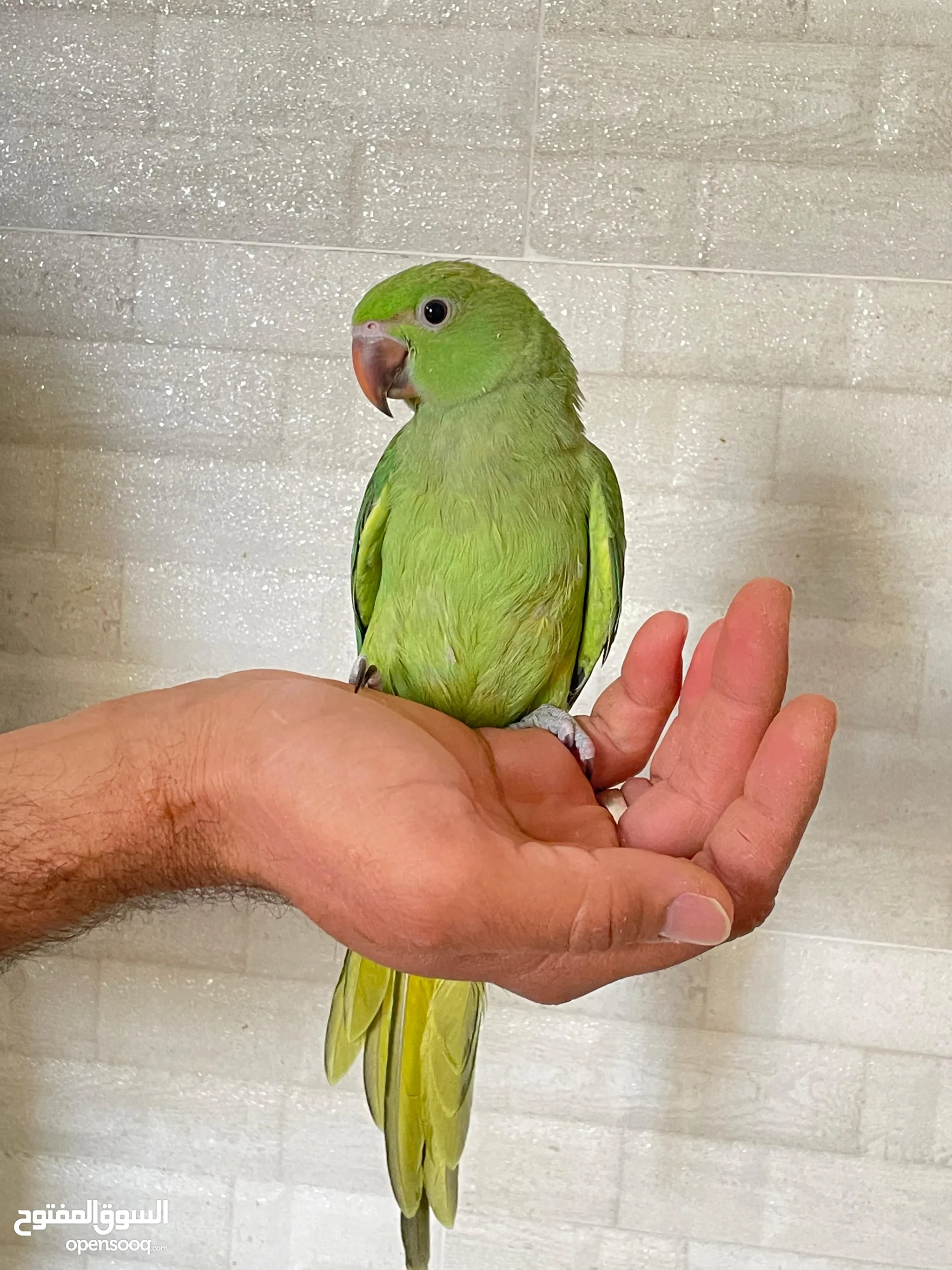 Parrots for Sale Baby Parrots and Chicks in Oman Buy with Best