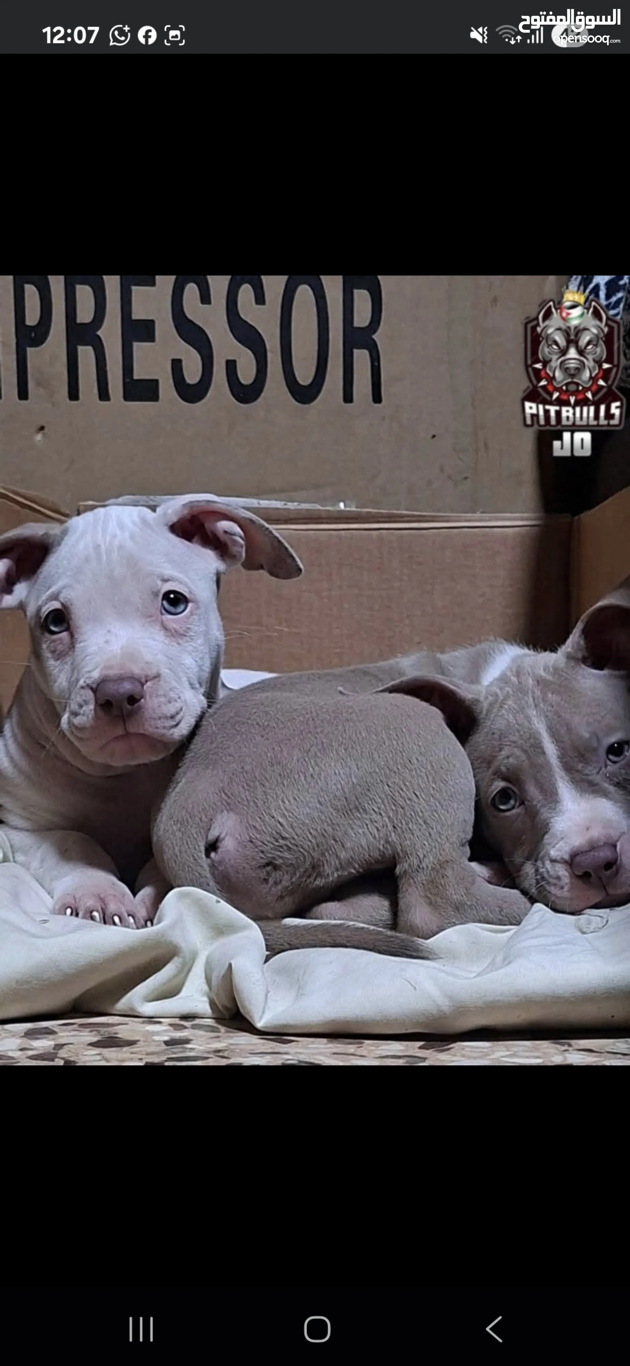 Pitbull Dogs For Sale Adoption in Jordan: Puppy: Best Prices