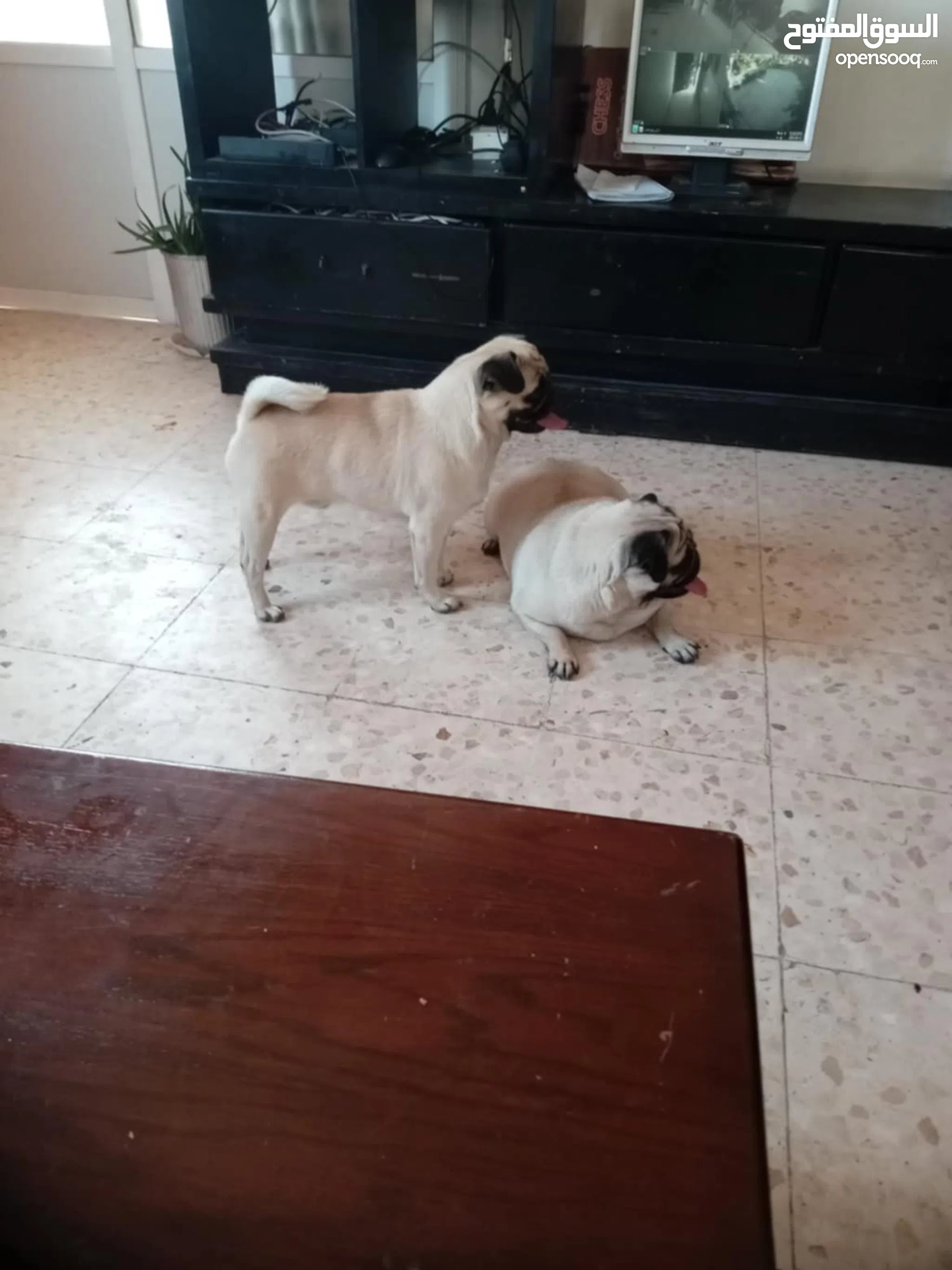 Pug Dogs For Sale Adoption in Jordan: Puppy: Best Prices OpenSooq