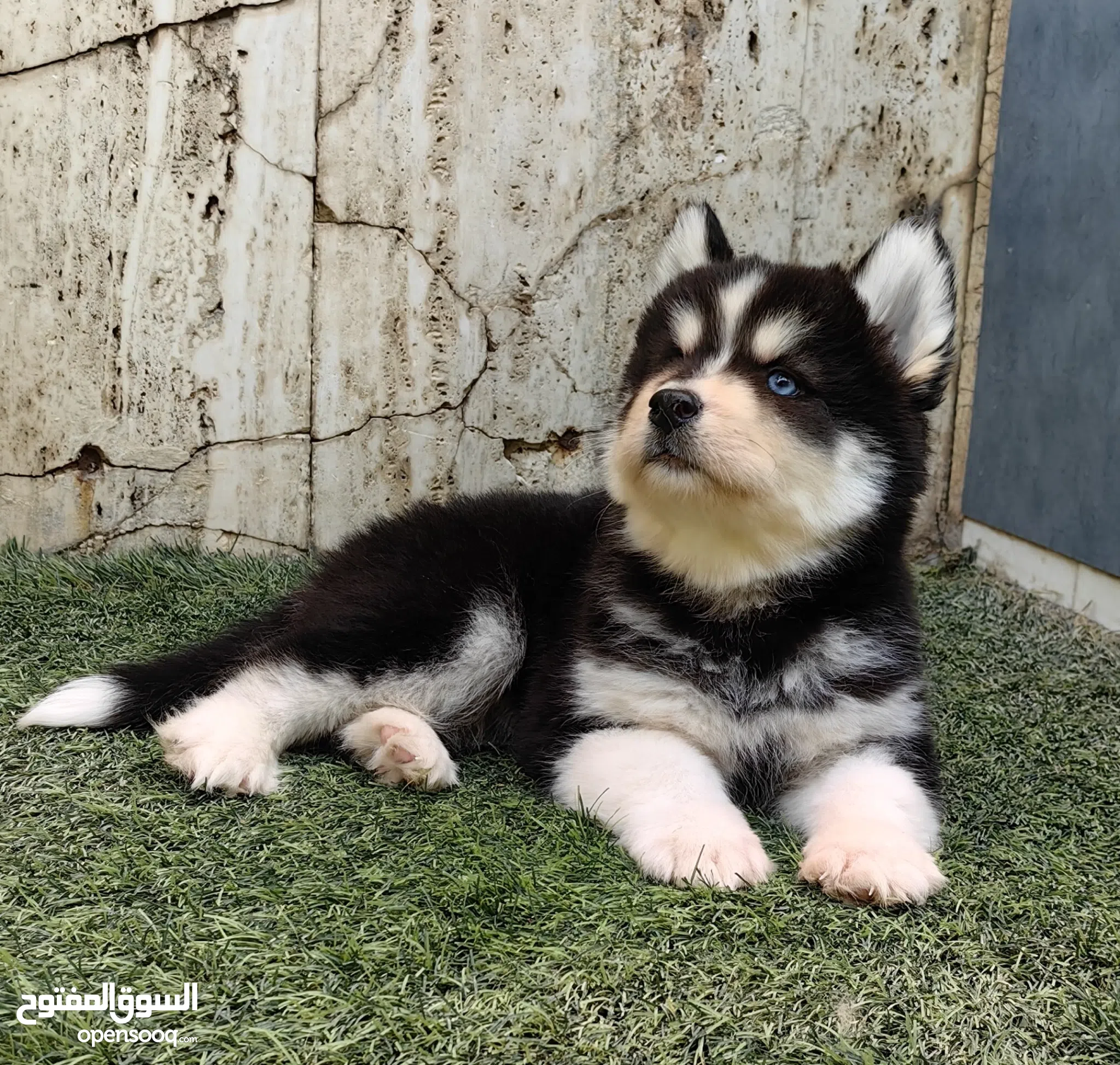 Adoption Year Old Siberian Husky For Sale Husky Dogs For Sale