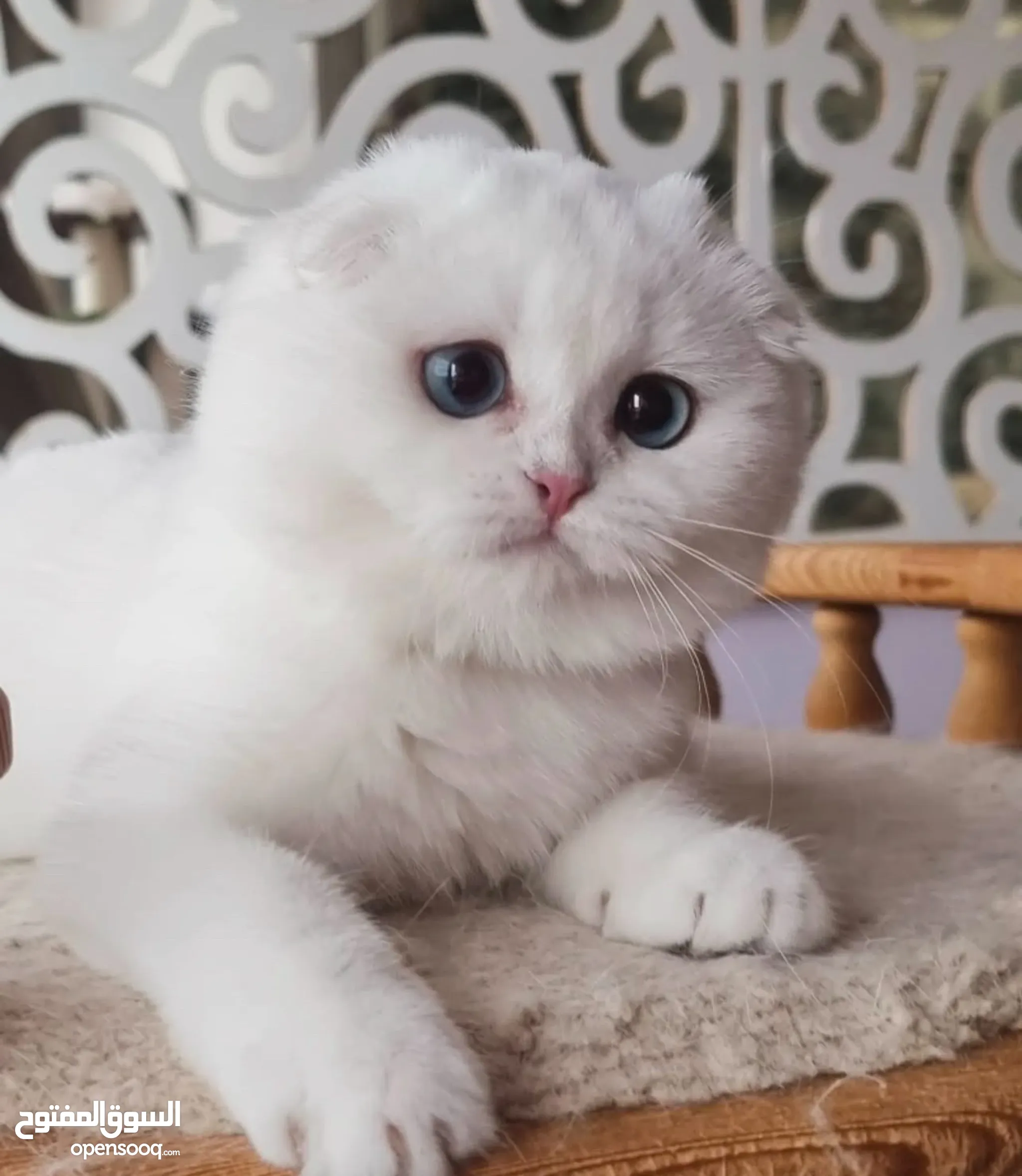 Cat Rescue Real Life Kittens For Sale Animal Shelter Burmese Cat