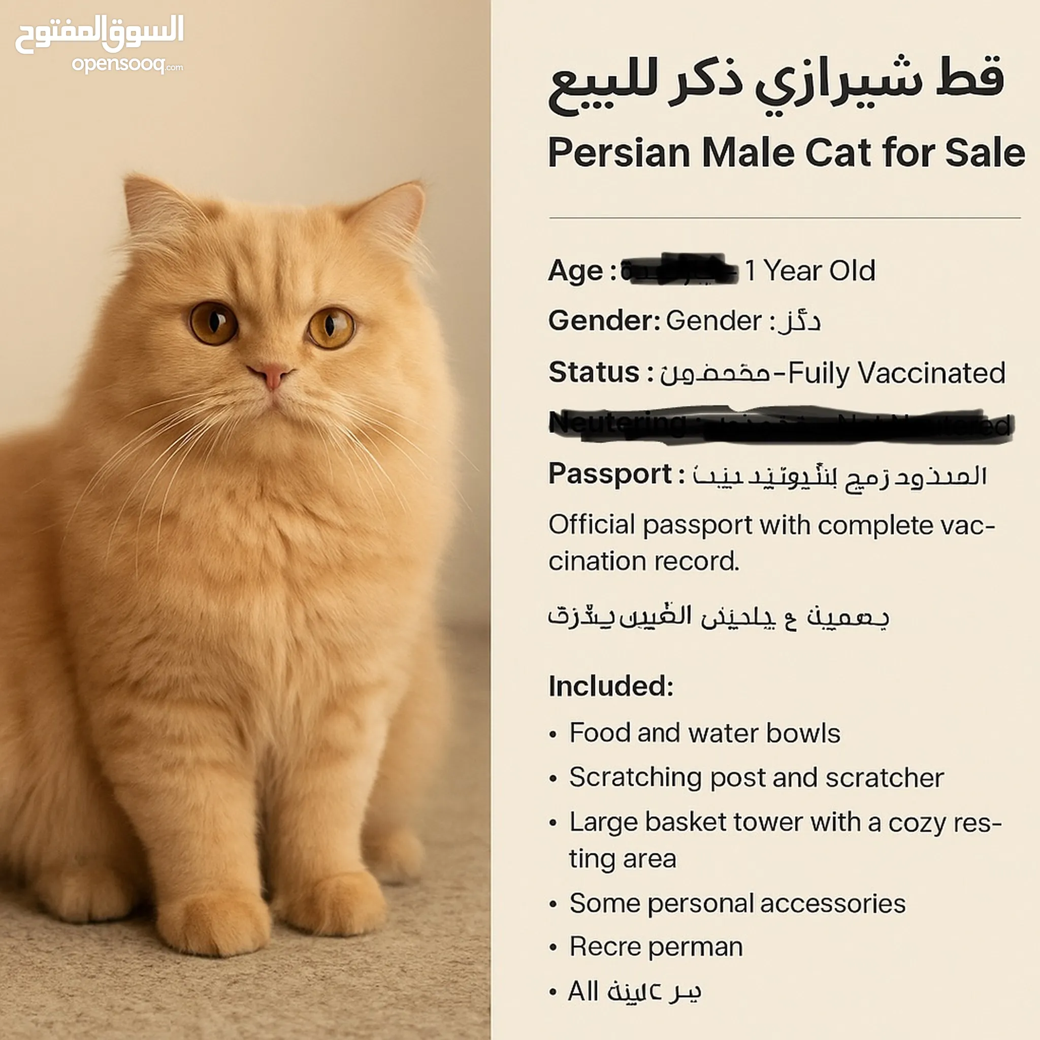 Persian Cats For Sale Adoption in Qatar: Kitten Best Prices