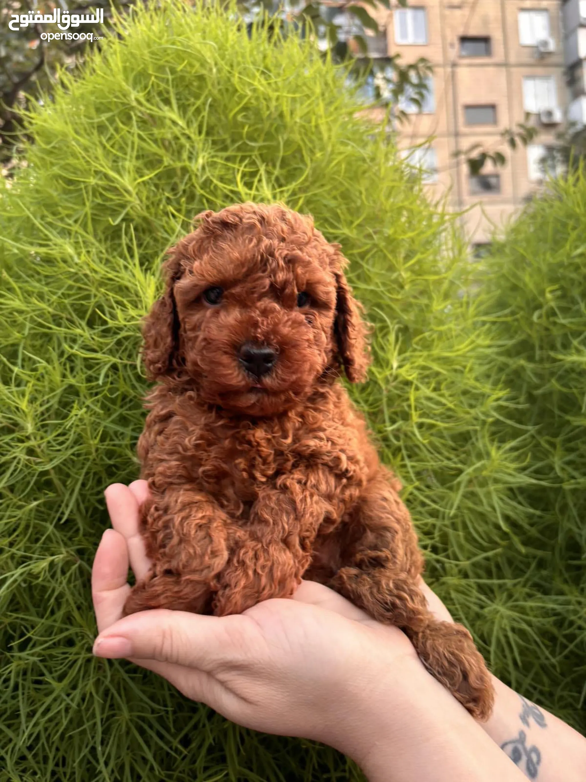 Standard Poodle Pitbull Poodle Mix For Sale Poodle Dogs For Sale